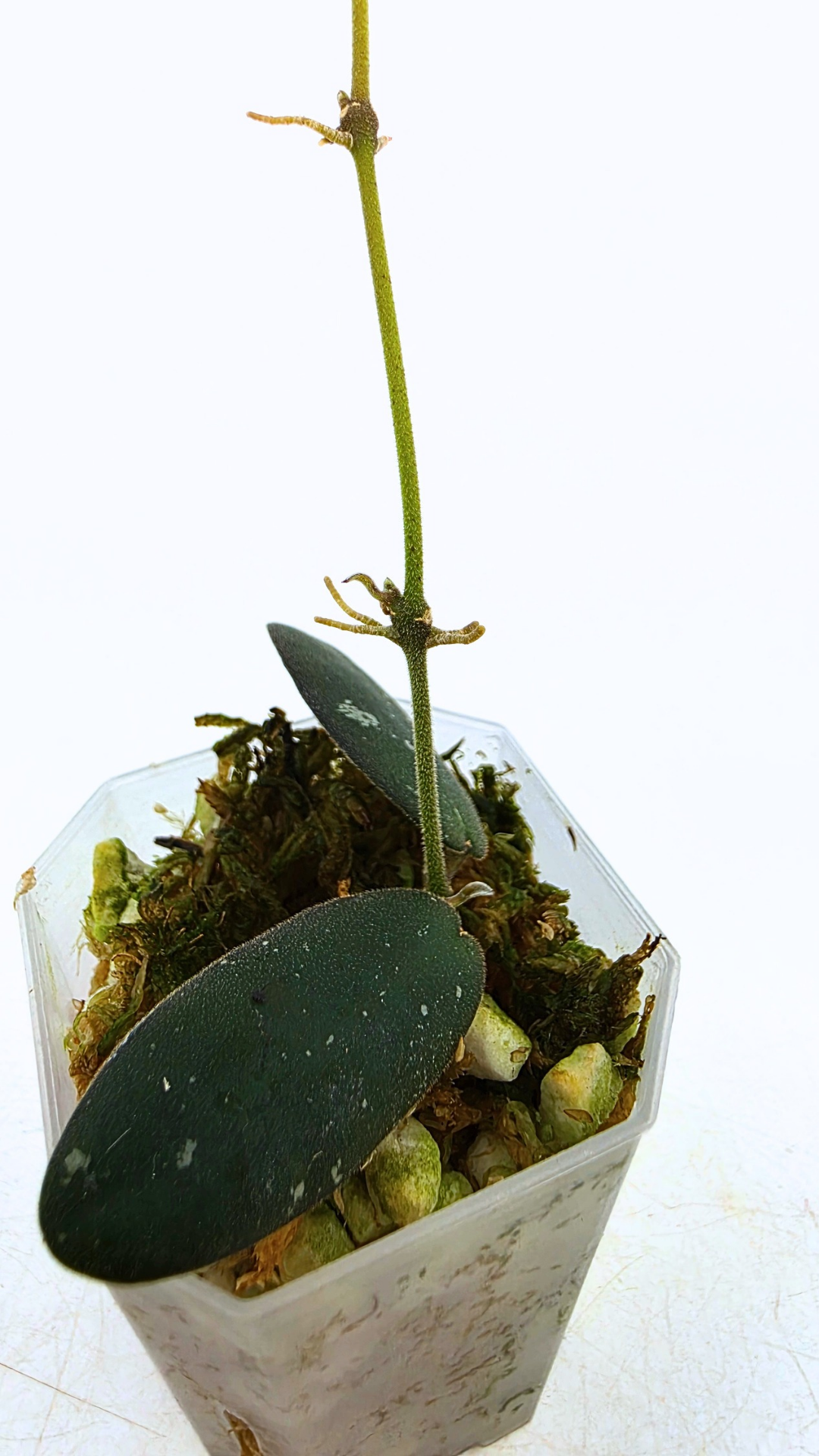 Rare waxplant Hoya GPS 7240 available for sale at rare indoor plant shop The Leaf Gallery in Perth, Western Australia