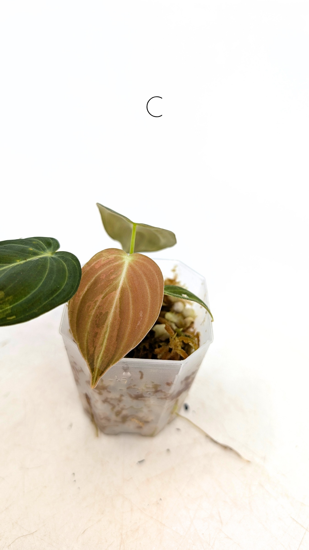Rare plant Philodendron Melanochrysum Varigated available for sale at rare plant shop The Leaf Gallery in Perth, Western Australia