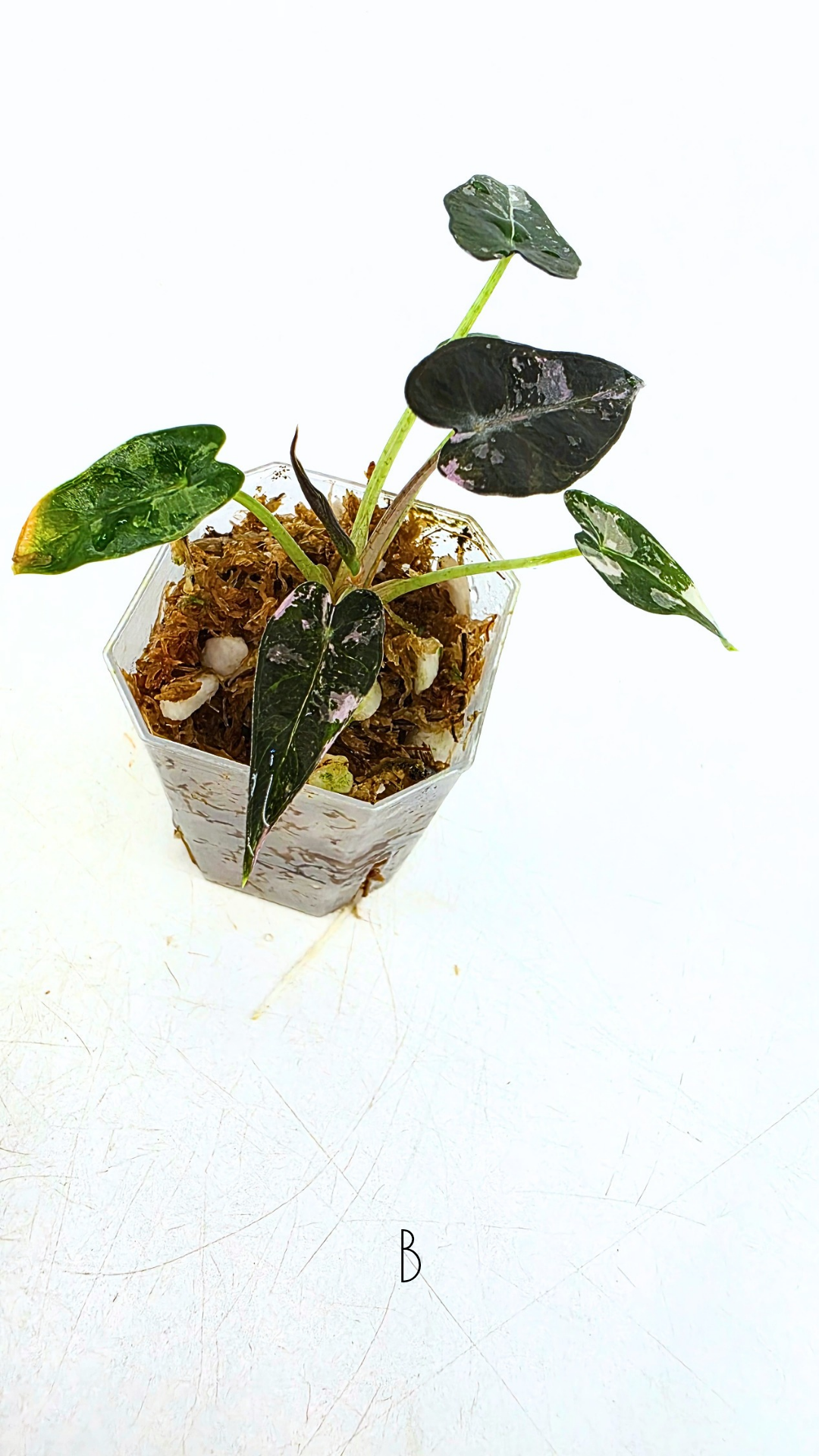 Rare indoor plant Alocasia Amazonica Bambino Pink TC plantlets available for sale at rare houseplant shop The Leaf Gallery in Perth, Western Australia