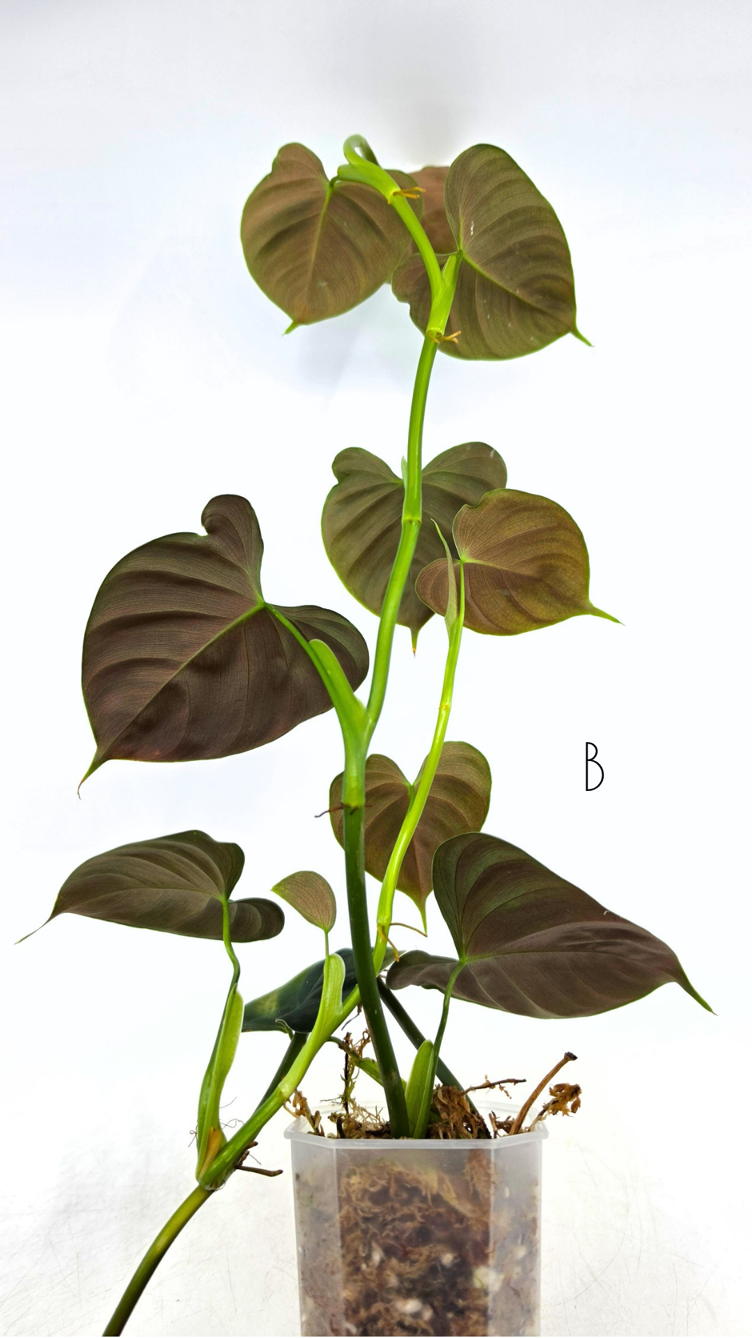 Rare indoor plant Philodendron Lupinum available for sale at rare house plant shop The Leaf Gallery in Perth, Western Australia