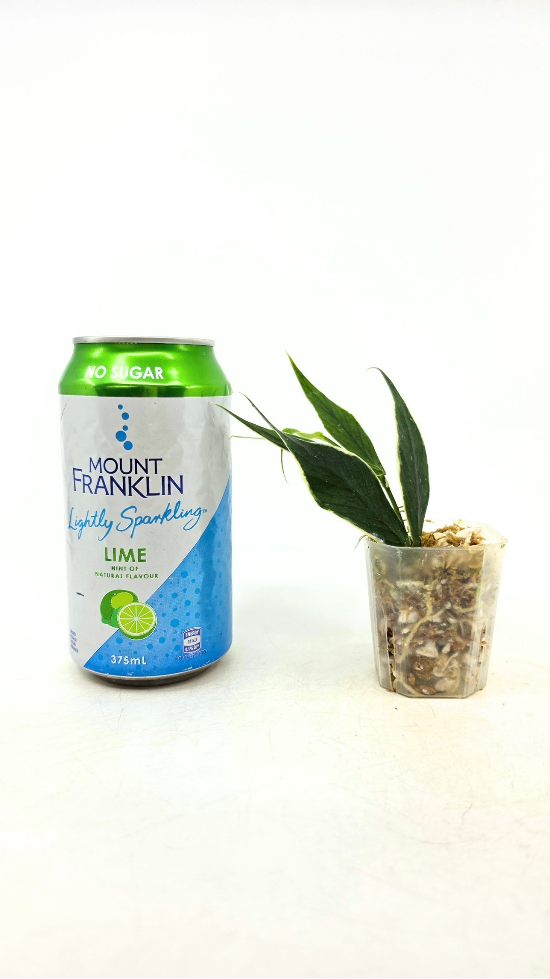 Rare waxplant Hoya Polyneura Albo Varigated also known as Fishtail Hoya Varigated available for sale at rare indoor plant shop The Leaf Gallery in Perth, Western Australia