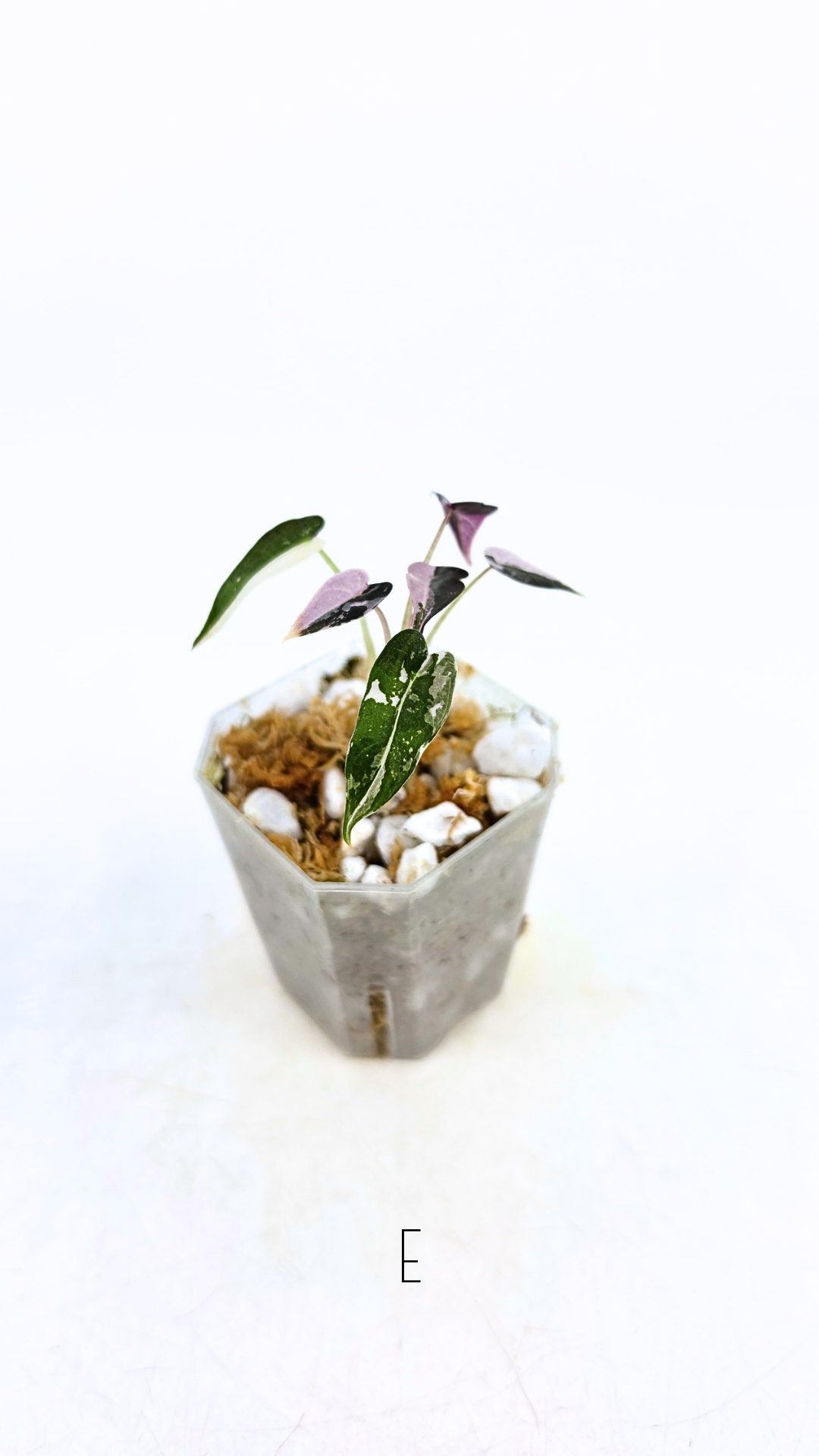 Rare indoor plant Alocasia Amazonica Bambino Pink TC plantlets available for sale at rare houseplant shop The Leaf Gallery in Perth, Western Australia