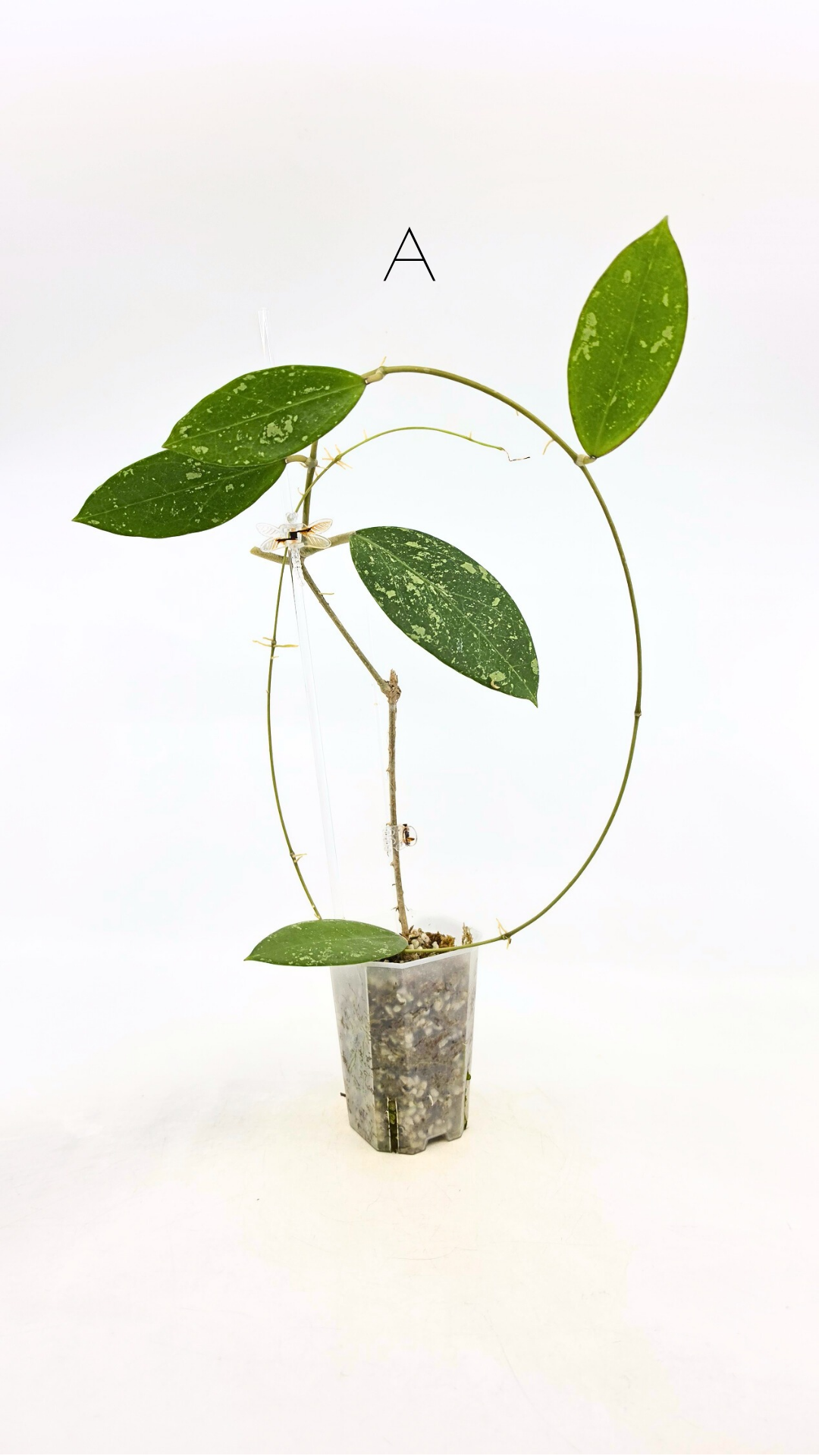 Single plants upload_20251208_171351_0001.png