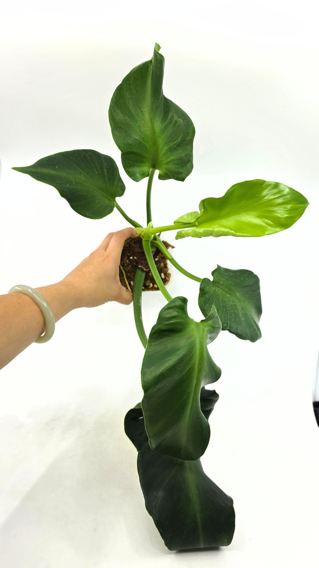 Rare indoor house plant Philodendron Rugosum also known as Pig Skin Philodendron propagated by the Leaf Gallery in Perth