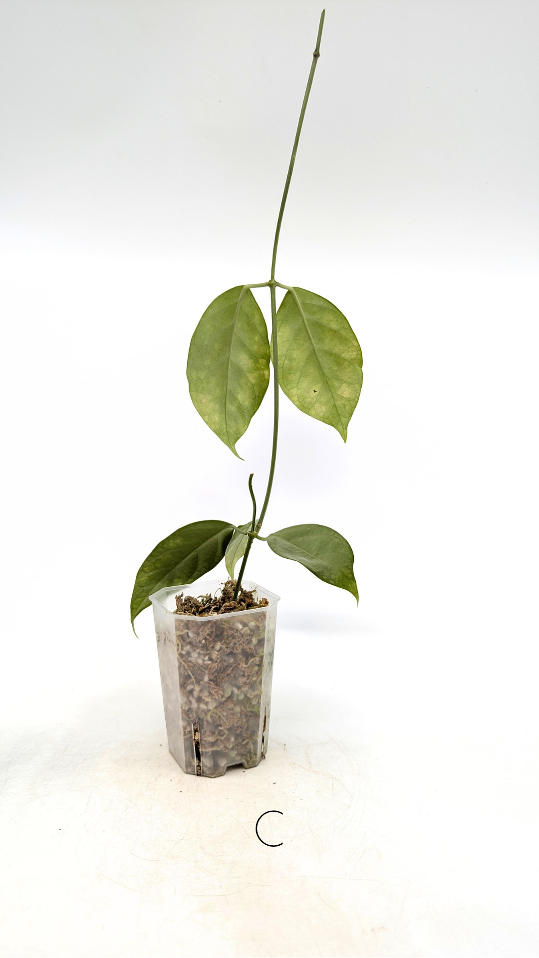 Rare waxplant Hoya Coriacea Silver available for sale at rare indoor plant shop The Leaf Gallery in Perth, Western Australia