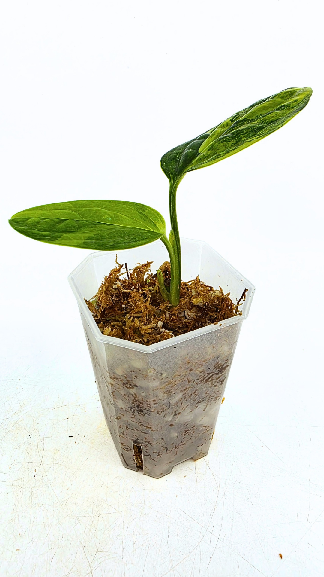 Rare indoor plant Monstera Peru Karstenianum Varigated at rare plant shop The Leaf Gallery in Perth, Western Australia