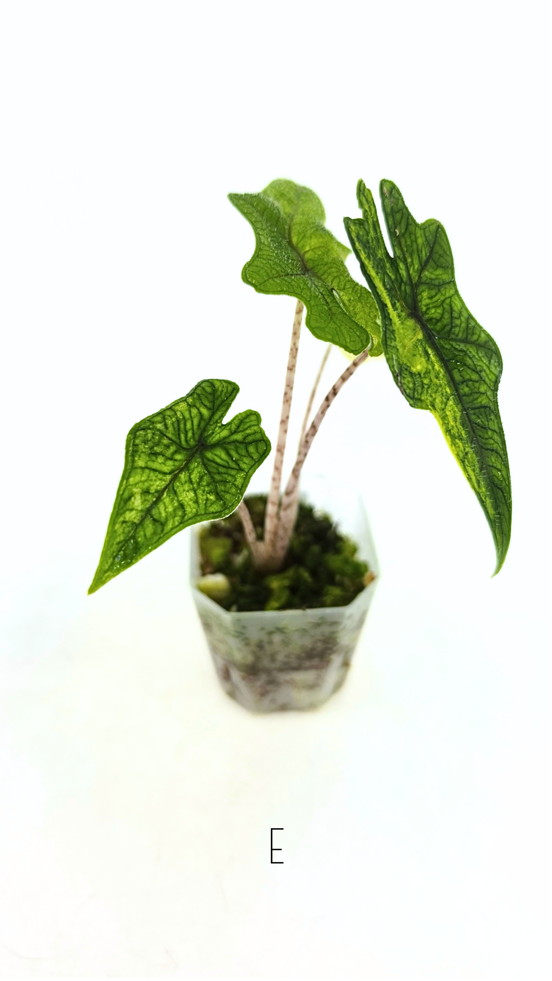 Rare indoor plant Alocasia Jacklyn Variegated available for sale at rare house plant shop The Leaf Gallery in Perth, Western Australia.