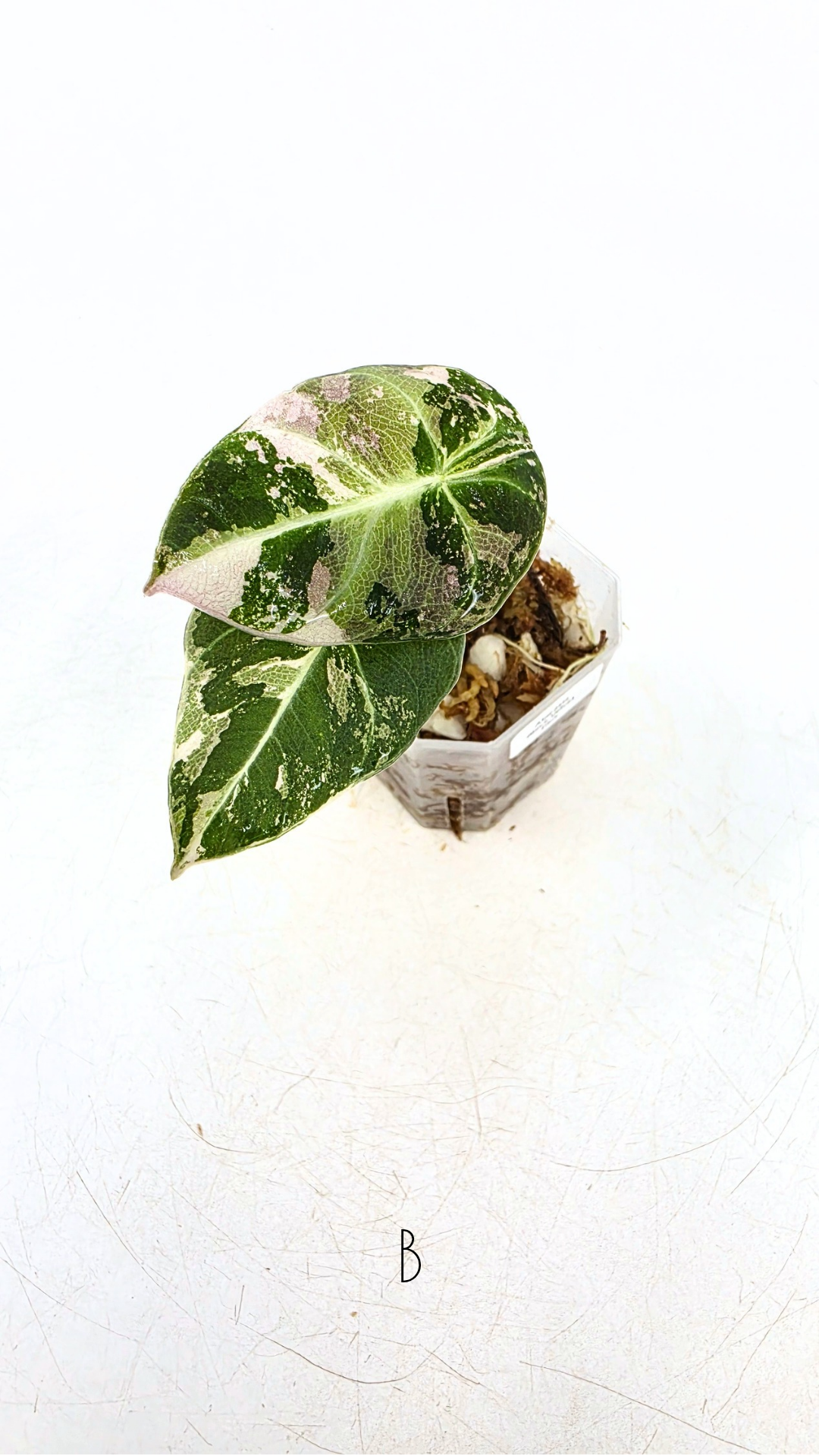 Rare indoor plant Alocasia Black Velvet Pink Variegated available for sale from rare house plant shop The Leaf Gallery in Perth, Western Australia