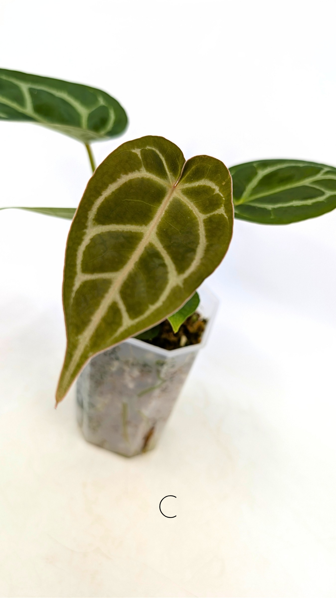 Rare anthurium hybrid Anthurium Dark Forgetii x Bessae Aff X Anthurium Michelle by The Leaf Gallery in Perth, Western Australia