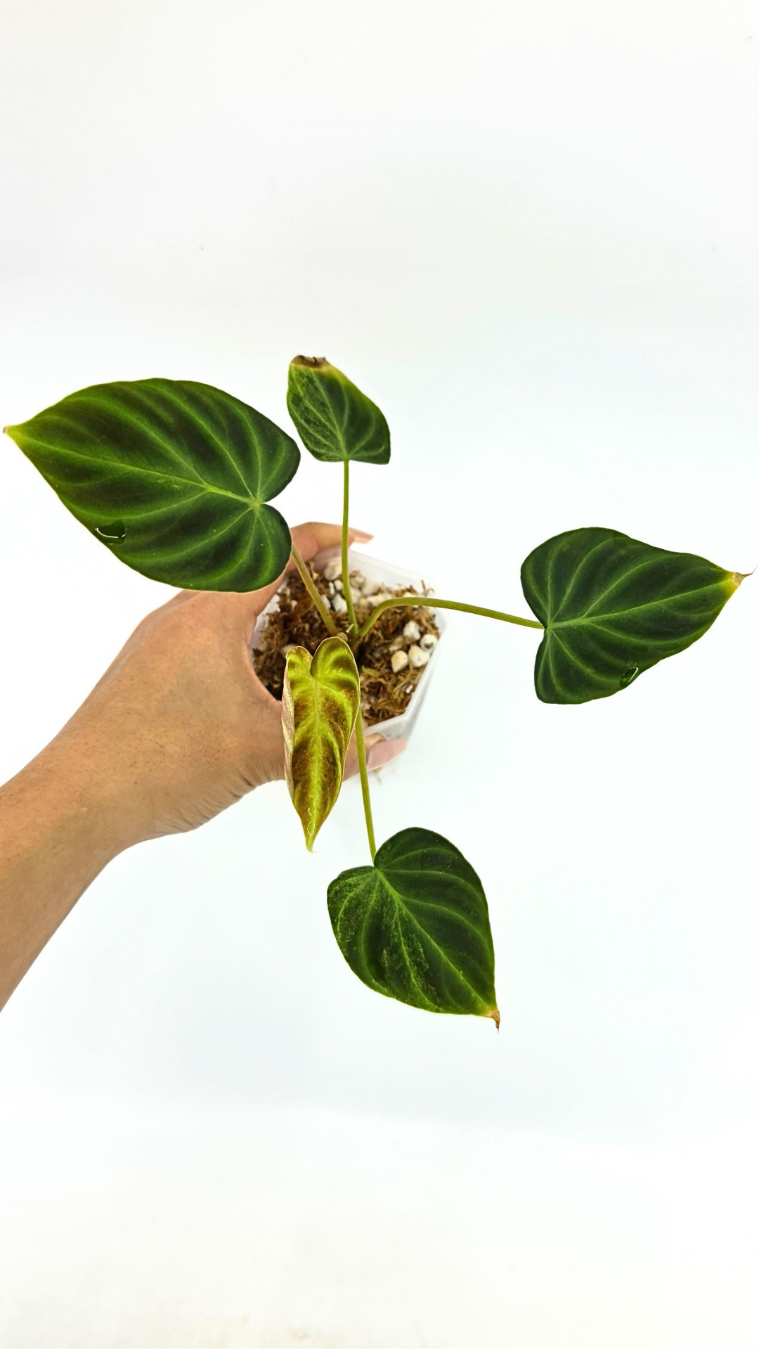 Rare indoor plant Philodendron Verrucusom Mint Variegated available for sale at rare house plant shop The Leaf Gallery in Perth, Western Australia