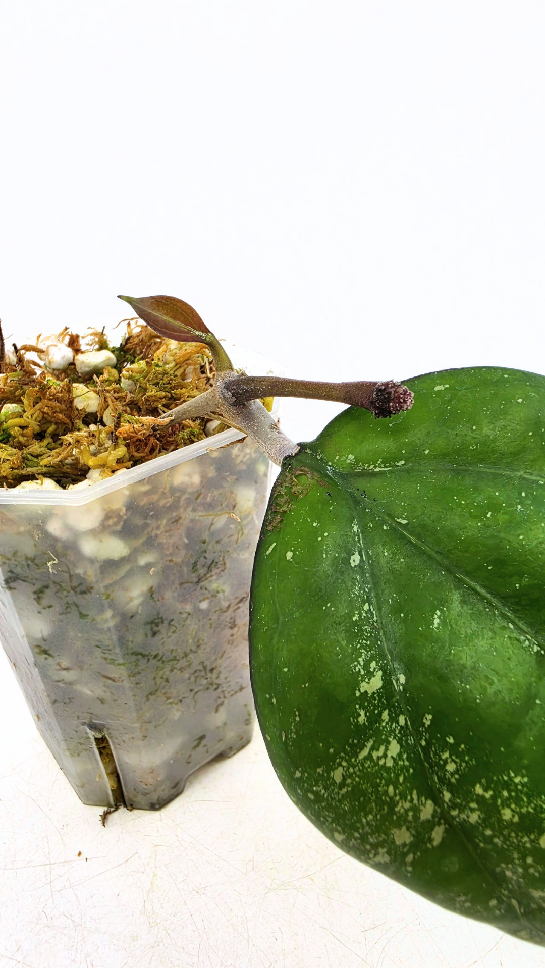 SRare waxplant Hoya Vitellina Blume Splash available for sale at rare plant shop The Leaf Gallery in Perth, Western Australia