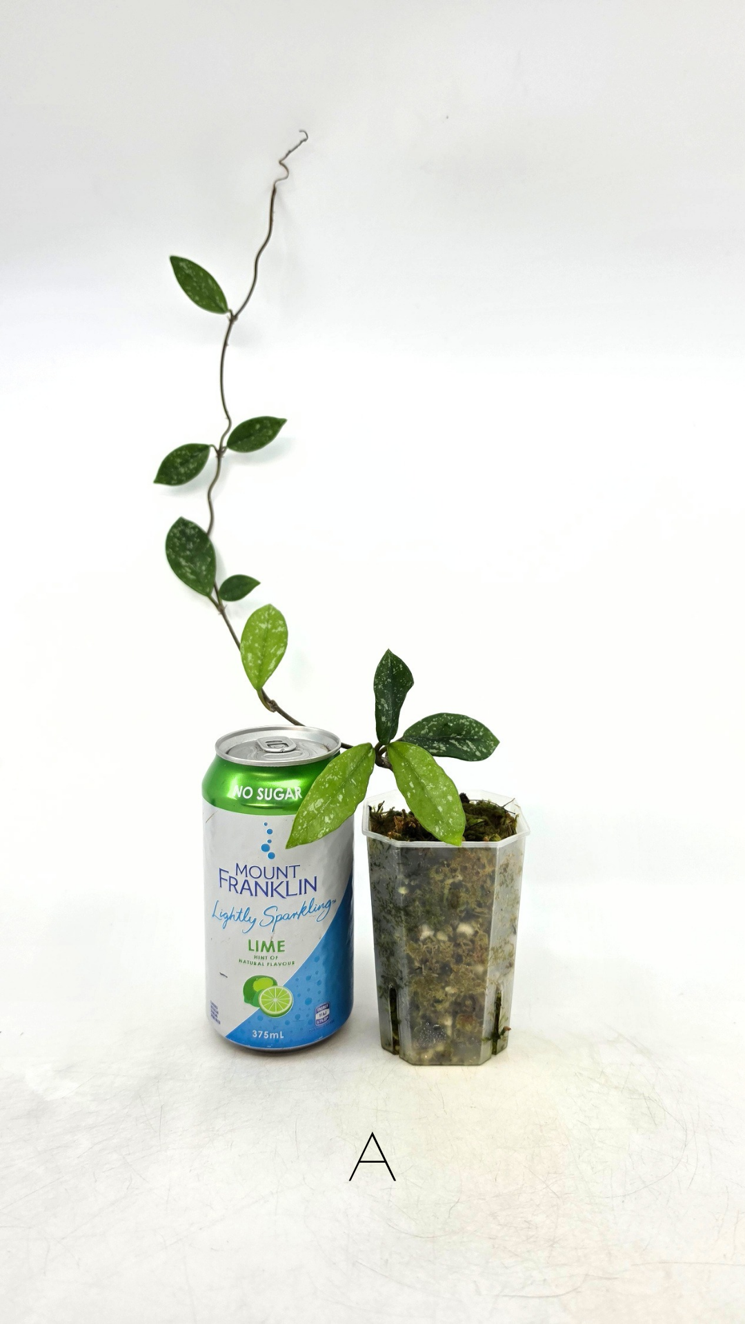 Rare indoor plant hoya wilbur graves propagated by and available for sale at rare plant shop The Leaf Gallery in Perth.