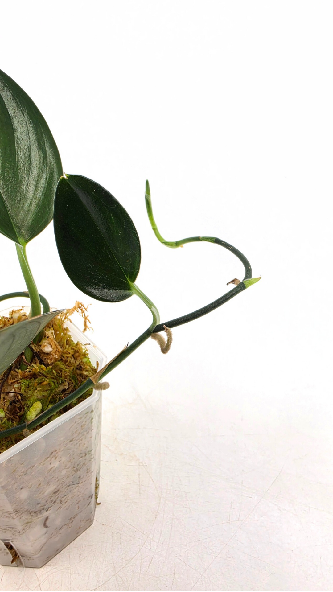 Rare plant scindapsus Treubii Dark available for sale at rare plant shop The Leaf Gallery in Perth, Western Australia