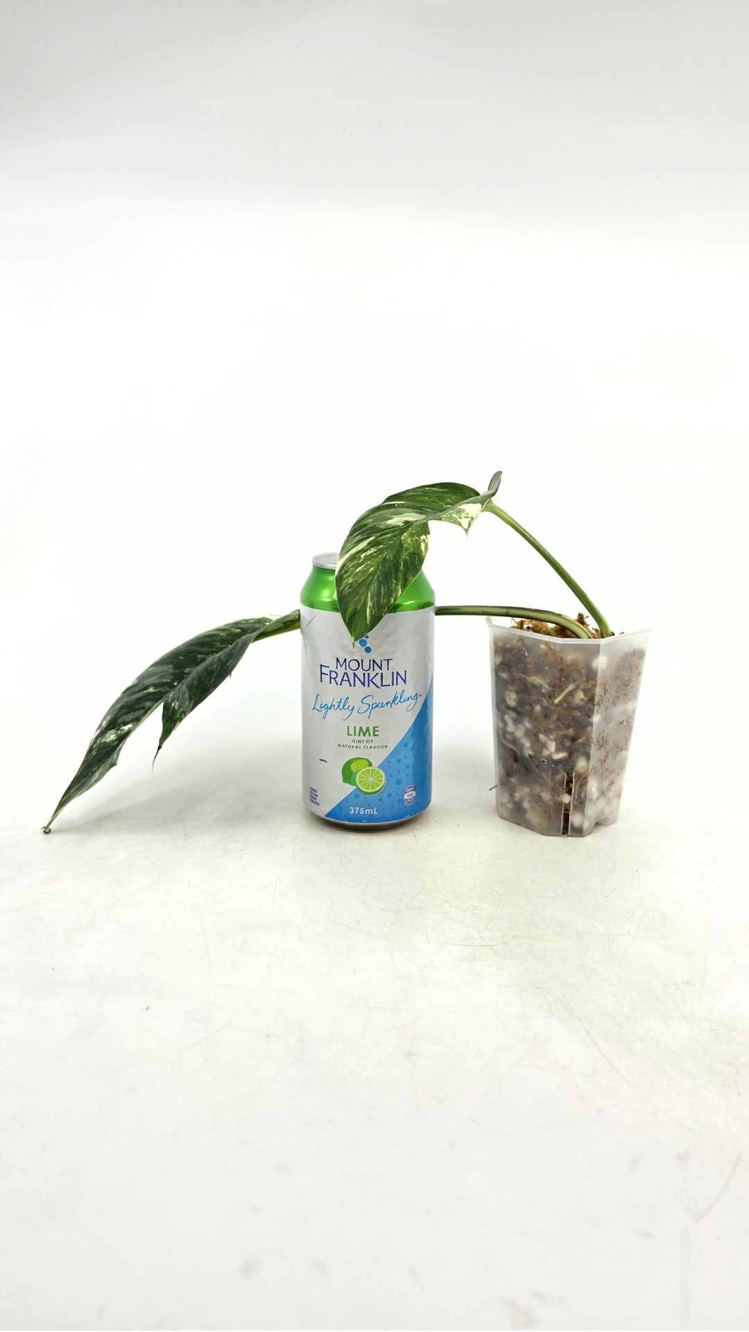 Uncommon house plant Epipremnum Pinnatum Varigated available for sale at rare plant shop The Leaf Gallery in Perth, Western Australia