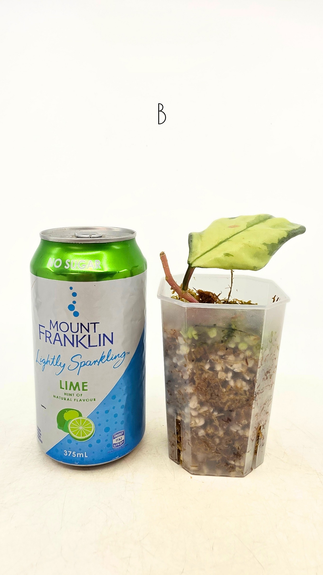 Plants upload_20260309_133604_0005.png