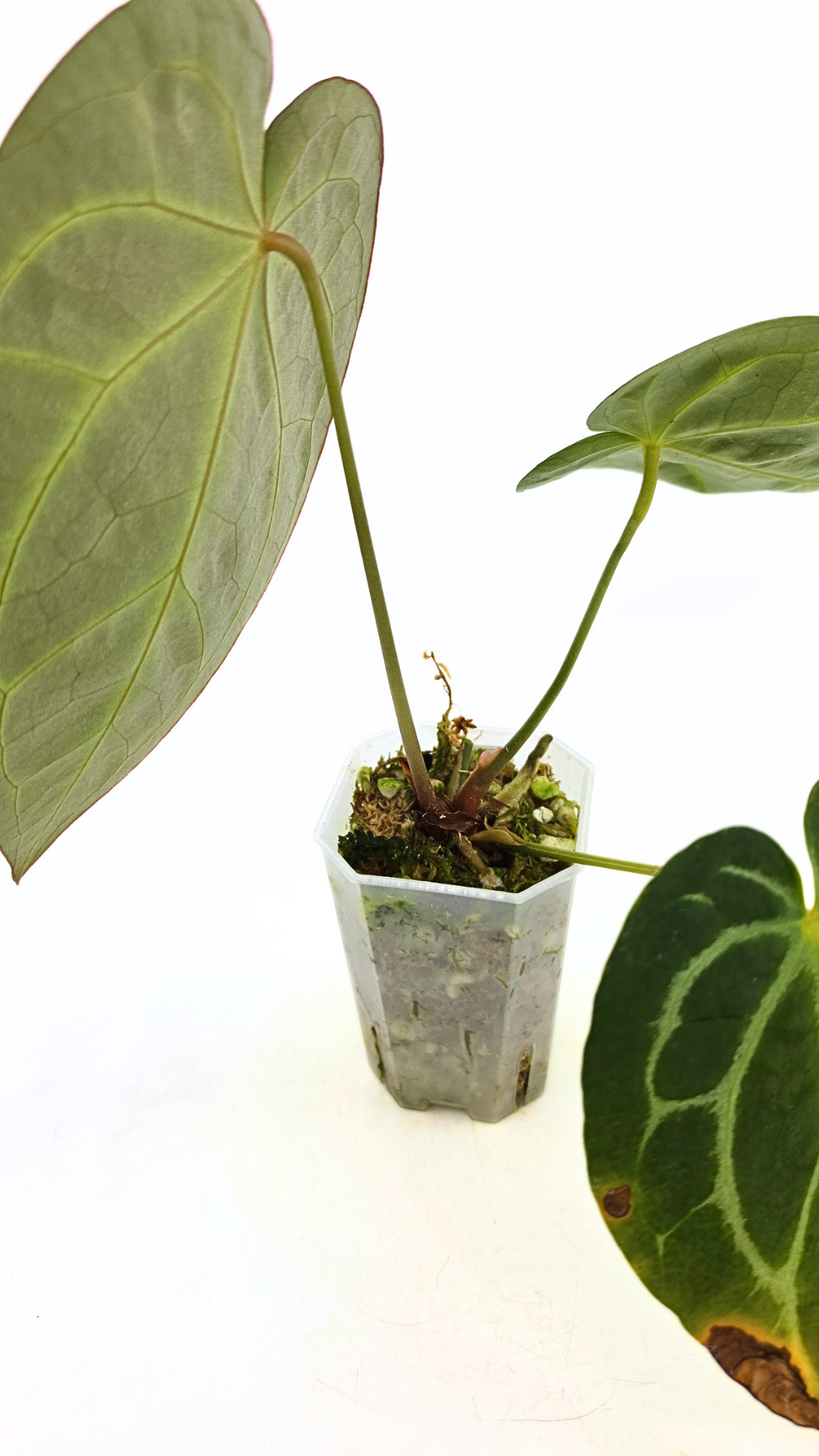 Rare indoor plant Anthurium Crystallinum X Magnificum available for sale at rare house plant shop the Leaf Gallery in Perth, Western Australia