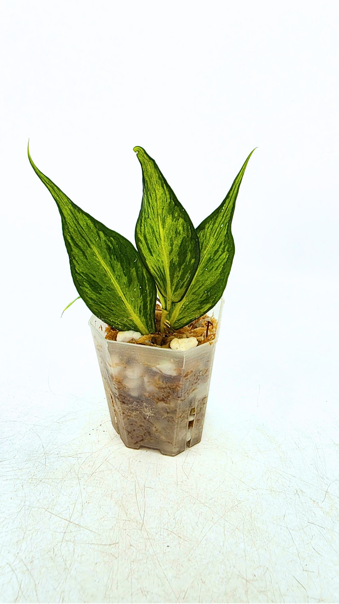 Rare waxplant Hoya Polyneura Albo Inner Varigated also known as Fishtail Hoya Varigated available for sale at rare indoor plant shop The Leaf Gallery in Perth, Western Australia