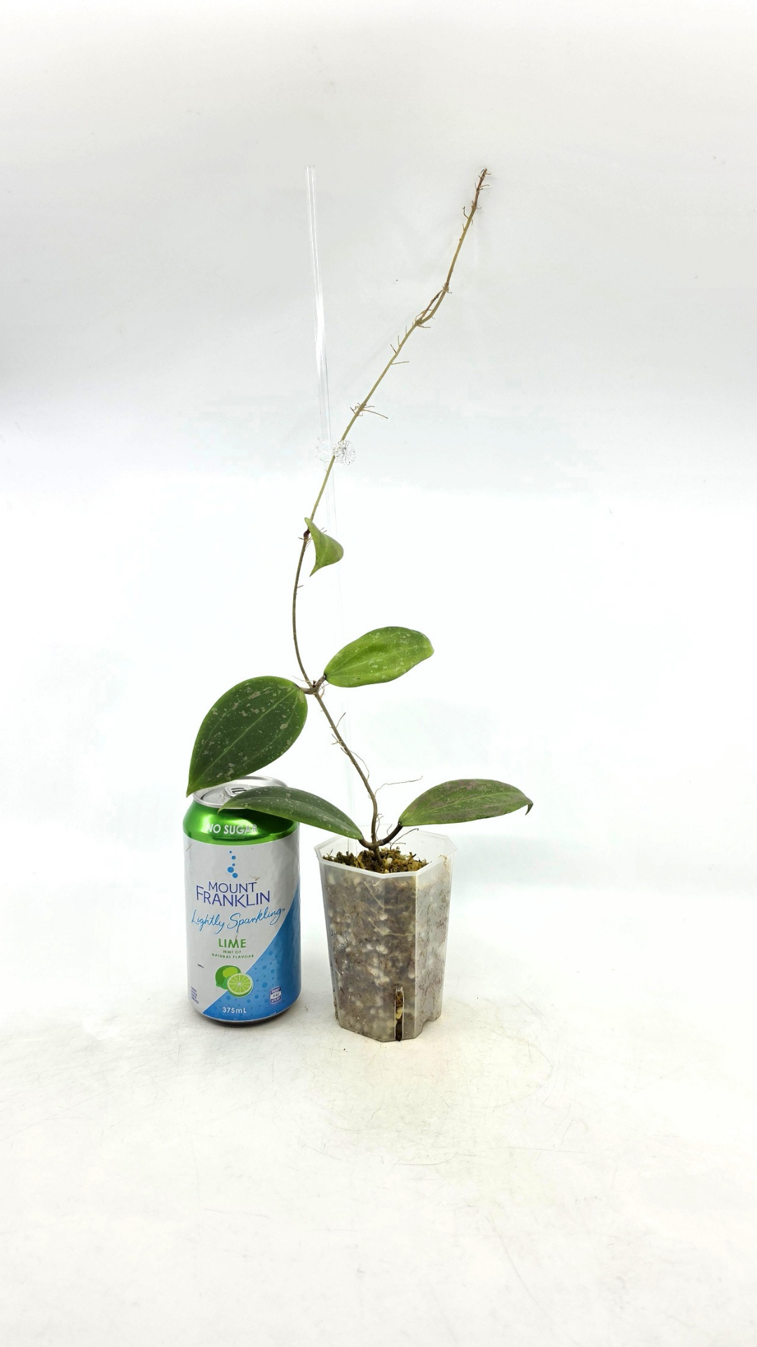 Rare plant Hoya Wibergiae IML 1618 for sale at rare indoor plant shop The Leaf Gallery in Perth, Western Australia