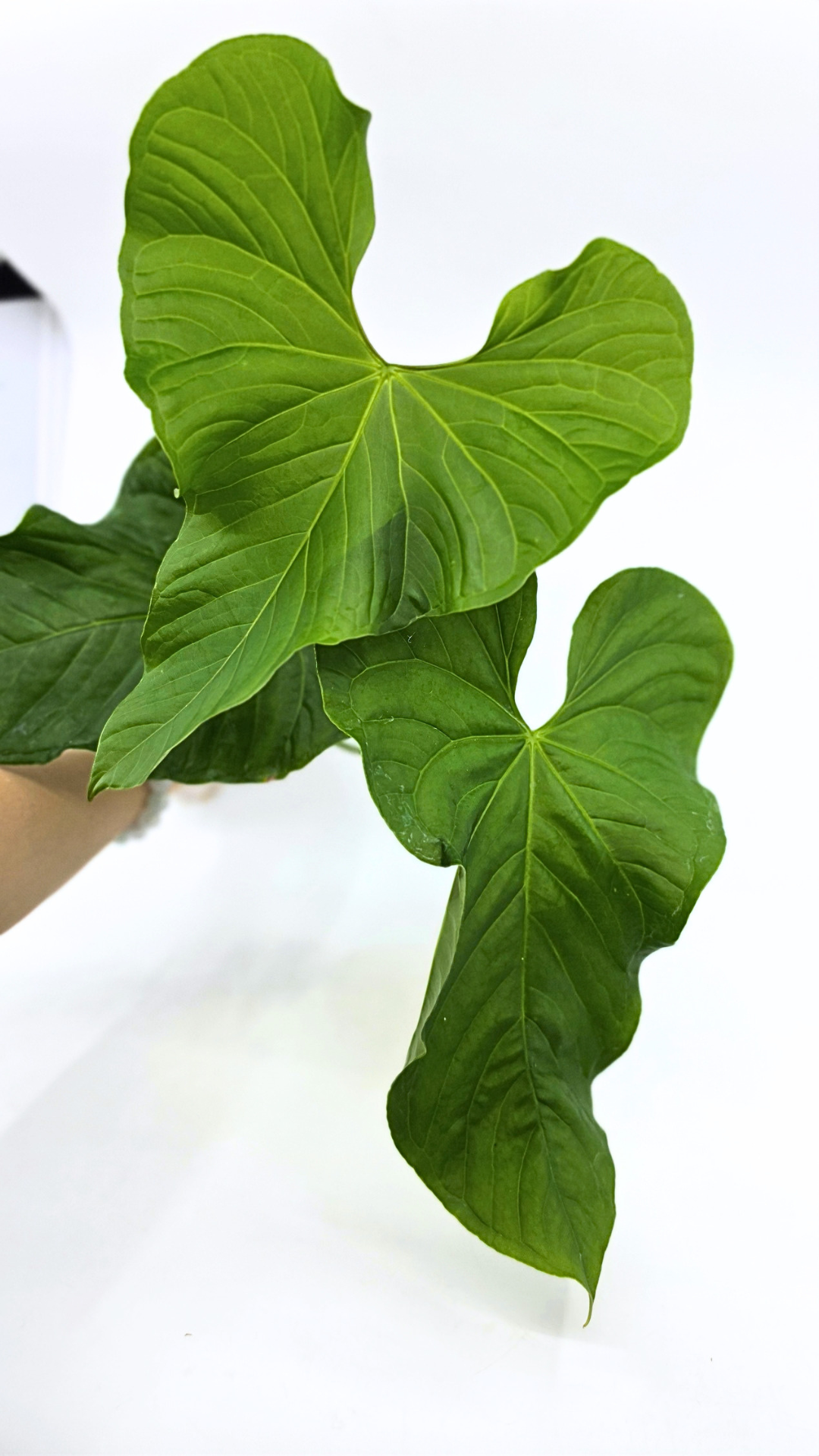 Uncommon indoor plant Anthurium Balaoanum available for sale at rare plant shop The Leaf Gallery in Perth, Western Australia