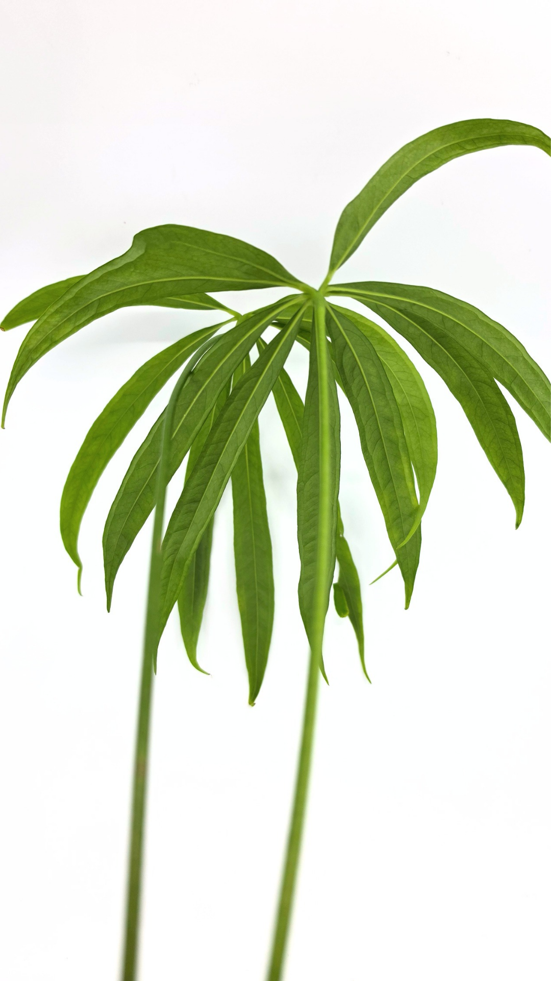 Hard to find house plant Anthurium Polydactylum available for sale at rare plant shop The Leaf Gallery in Perth, Western Australia.