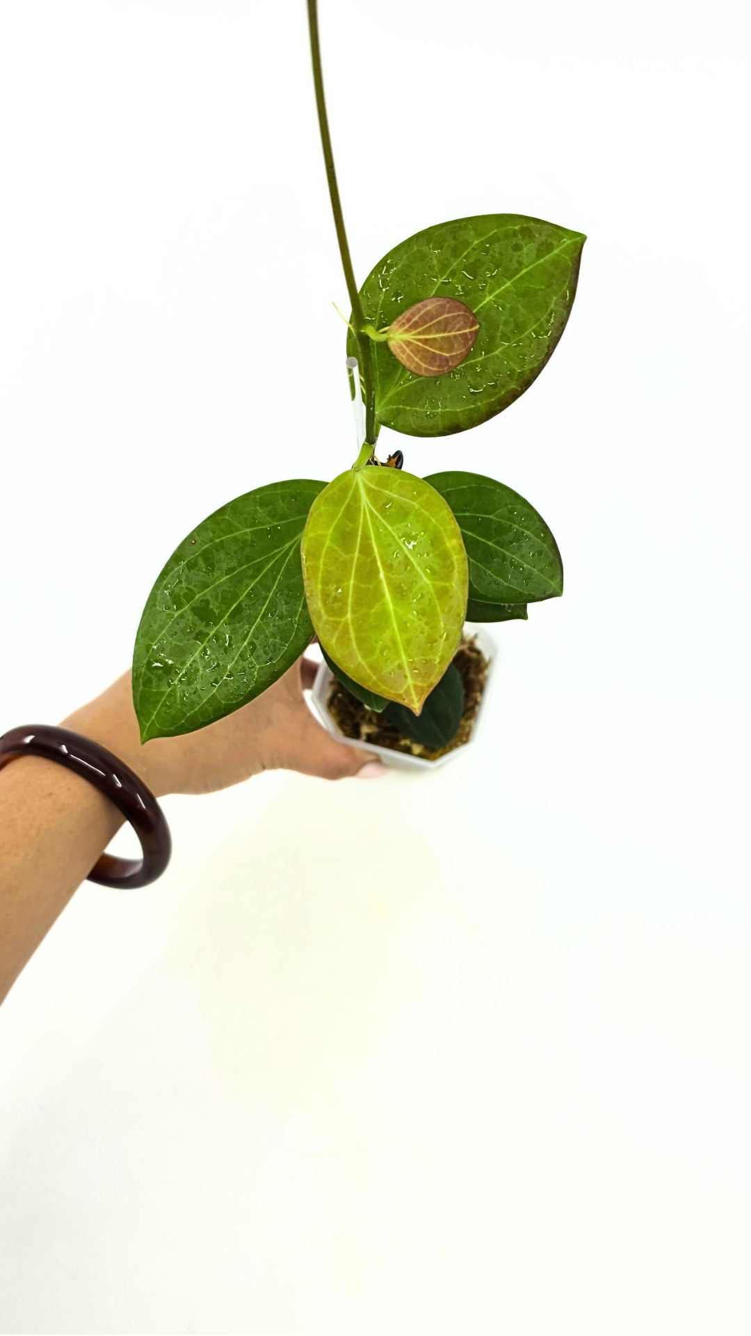 Rare waxplant Hoya Hellwigiana IML1101 available for sale at rare plant shop The Leaf Gallery in Perth, Western Australia