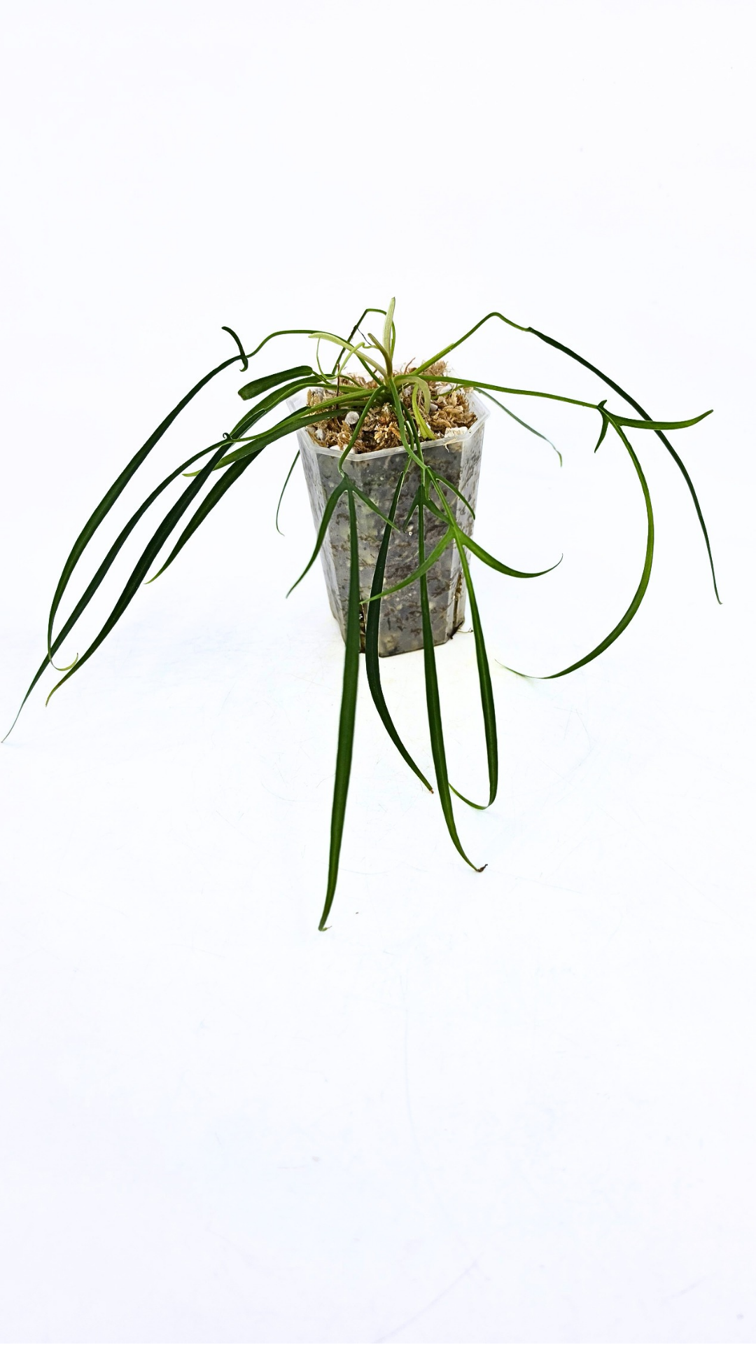 Rare indoor plant Philodendron Polypodioides available for sale at rare house plant shop The Leaf Gallery in Perth, Western Australia