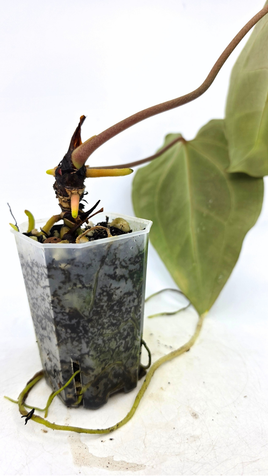 Rare indoor plant anthurium Bessae Aff grown from seeds propagated by rare house plant shop The Leaf Gallery in Perth, Western Australia