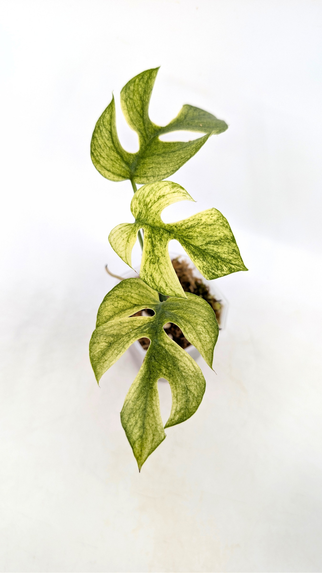 Rare indoor plant Raphidophora Tetrasperma Mint Varigated for sale by rare plant shop The Leaf Gallery in Perth, Western Australia