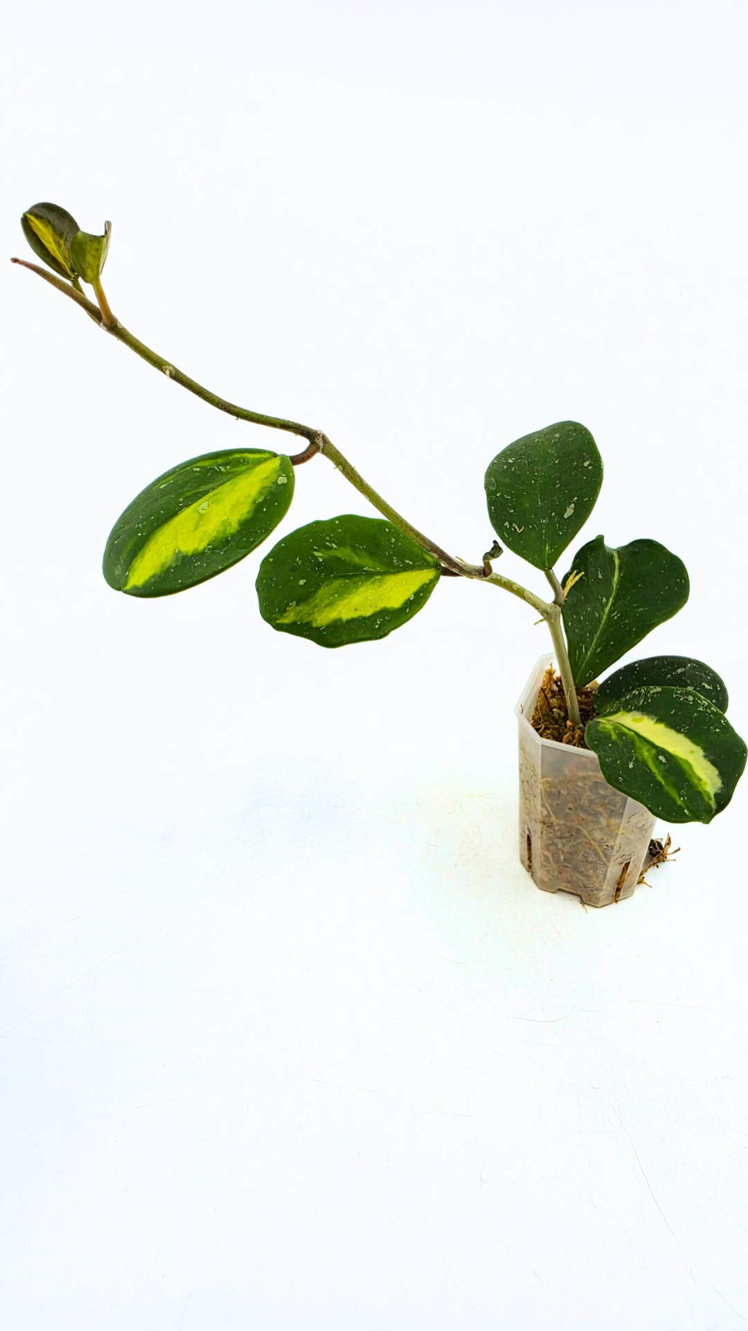 Rare waxplant Hoya Obavata Splash Variegated available for sale at rare indoor plant shop The Leaf Gallery in Perth, Western Australia.