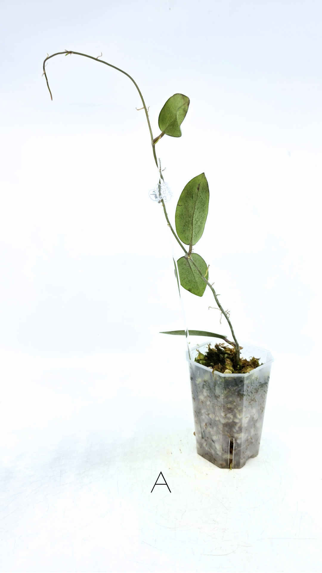 Rare waxplant Hoya Silver Dollar available for sale at rare indoor plant shop The Leaf Gallery in Perth, Western Australia
