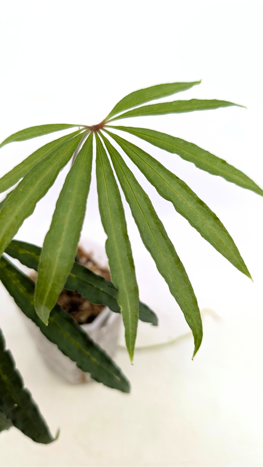 Hard to find vining house plant Anthurium Polystictum available for sale at rare plant shop The Leaf Gallery in Perth, Western Australia.