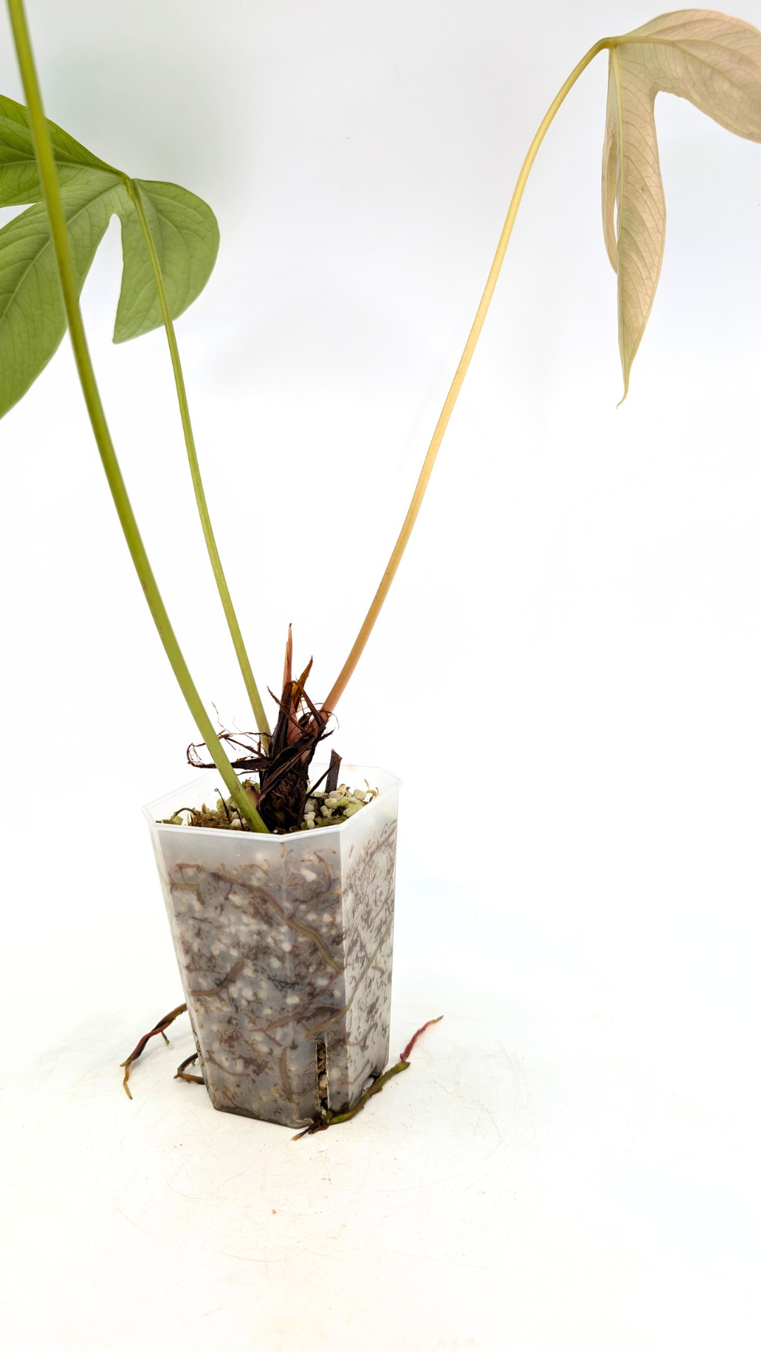 Rare tri-lobed Anthurium Moronese available for sale at rare indoor plant shop The Leaf Gallery in Perth, Western Australia