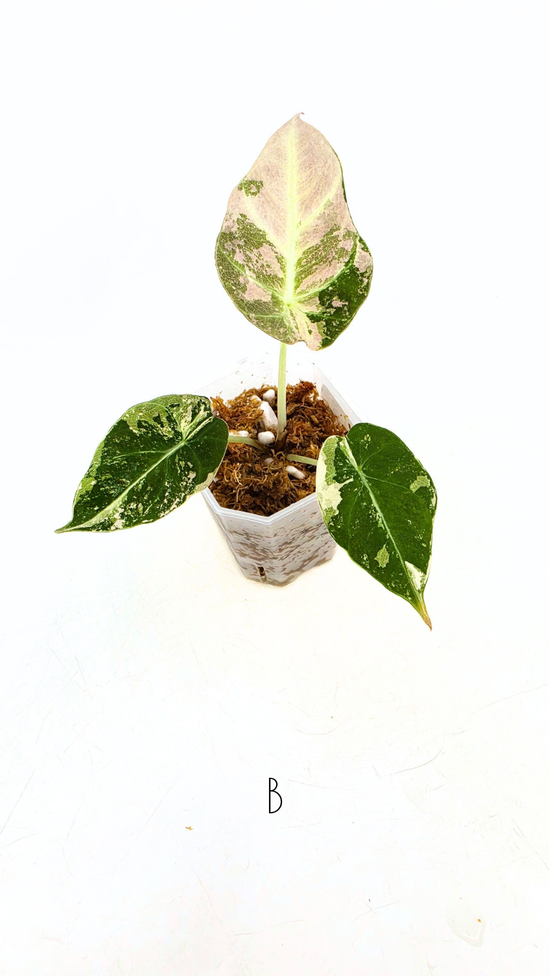 Rare indoor plant Alocasia Black Velvet Pink Variegated available for sale from rare house plant shop The Leaf Gallery in Perth, Western Australia