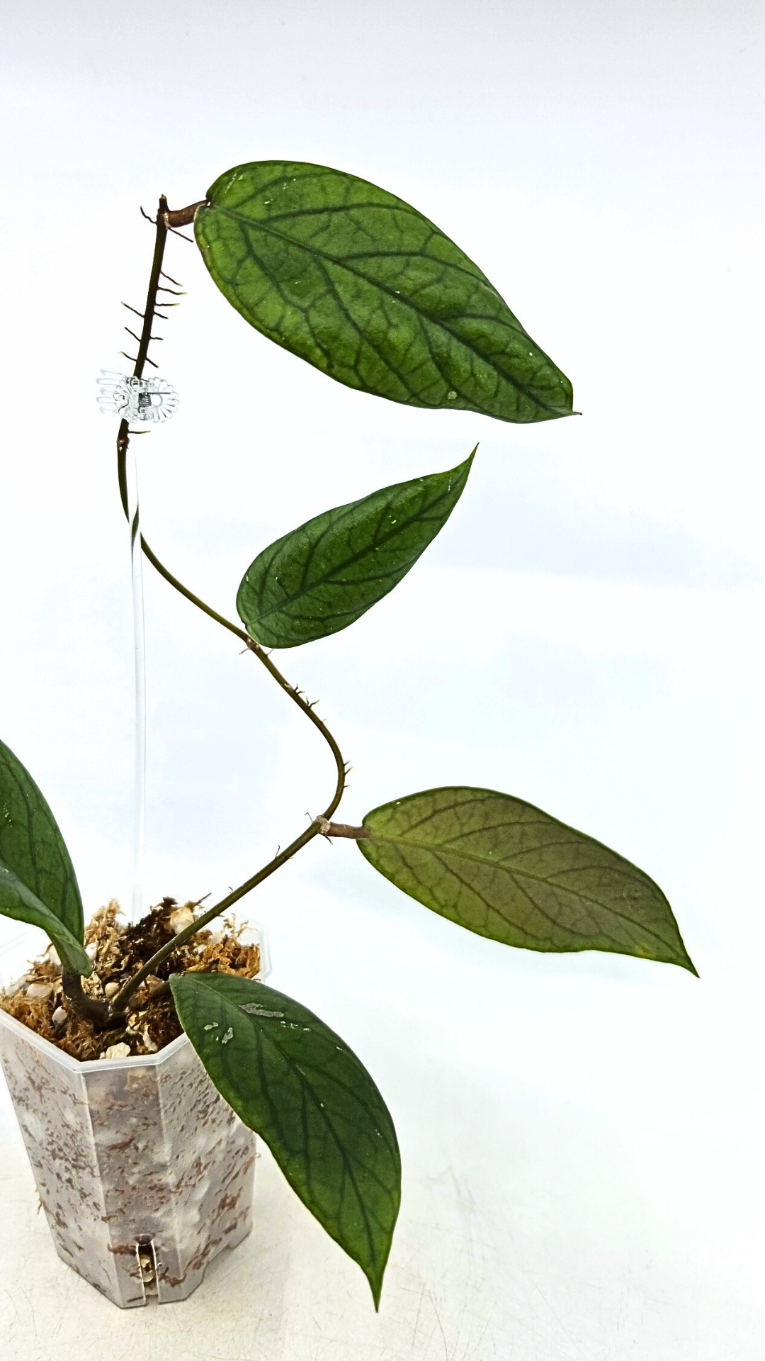 Rare waxplant Hoya Vitellinoides available for sale at rare indoor plant shop The Leaf Gallery in Perth, Western Australia