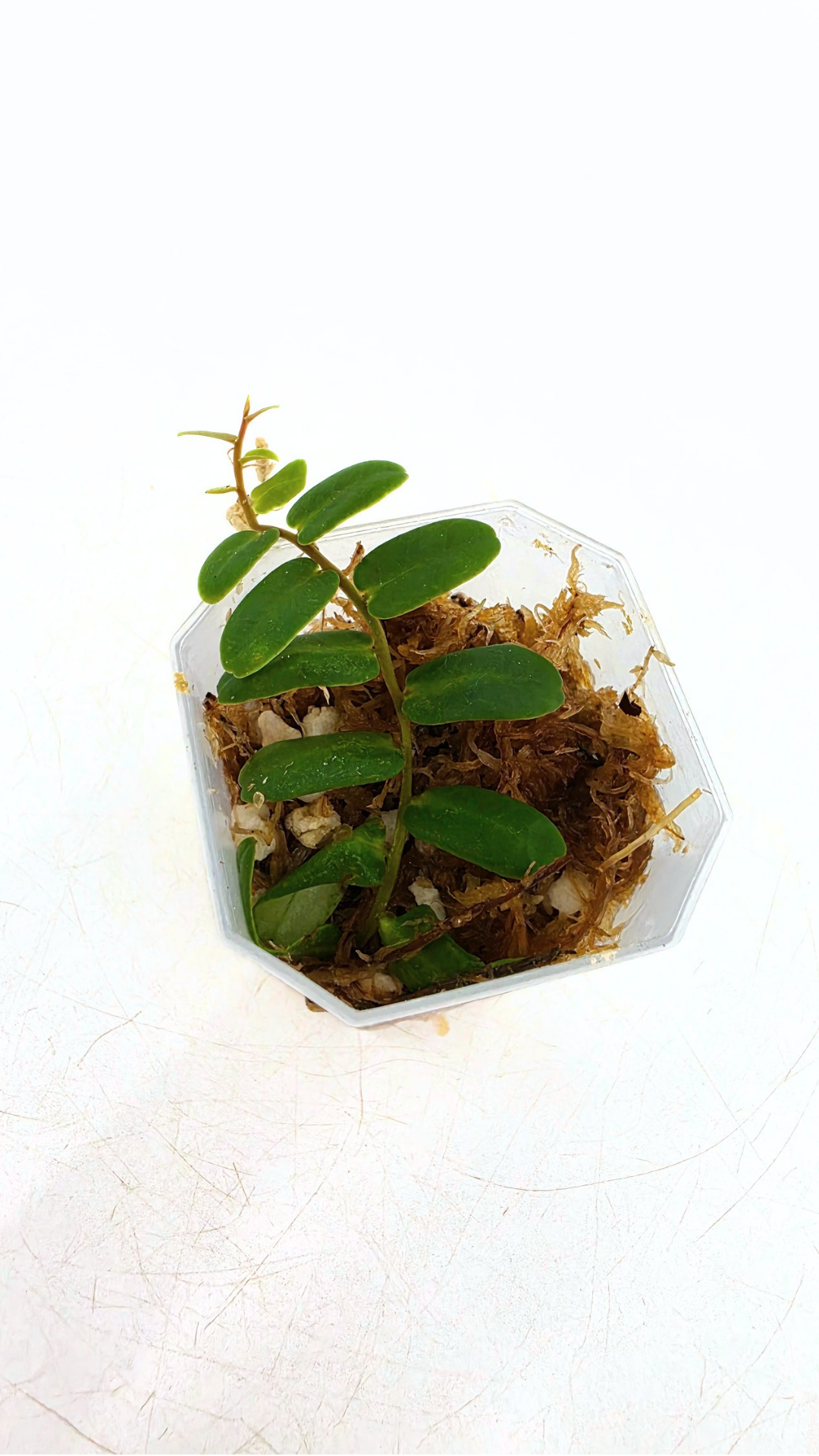 Rare shinggling terrarium plant Marcgravia Sintenisii or Rainbow Marcgravia availabe for sale at rare plant shop The Leaf Gallery in Perth, Western Australia