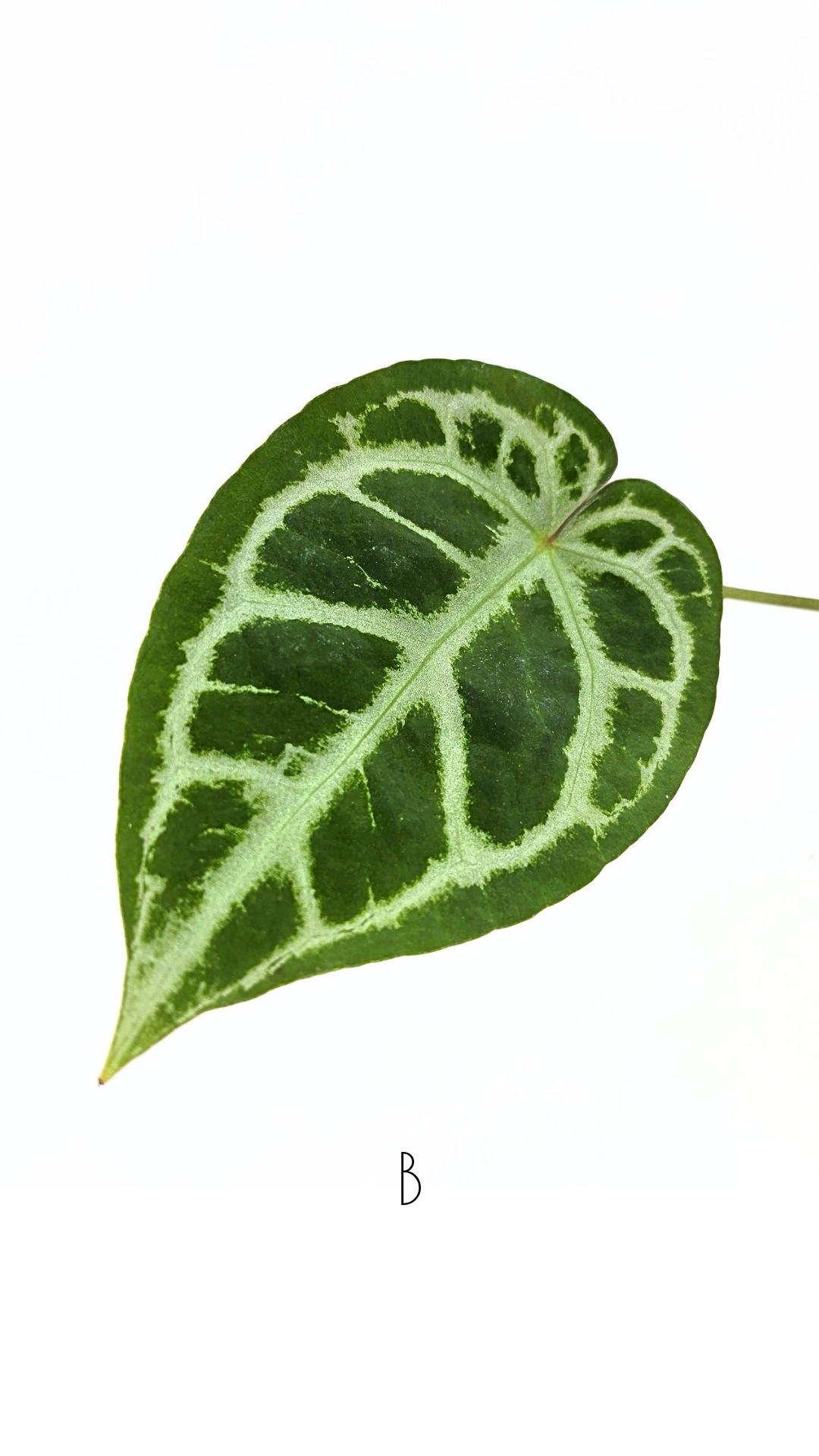 Rare anthurium hybrid Anthurium red dorayaki mutation with Anthurium Michelle by The Leaf Gallery in Perth, Western Australia