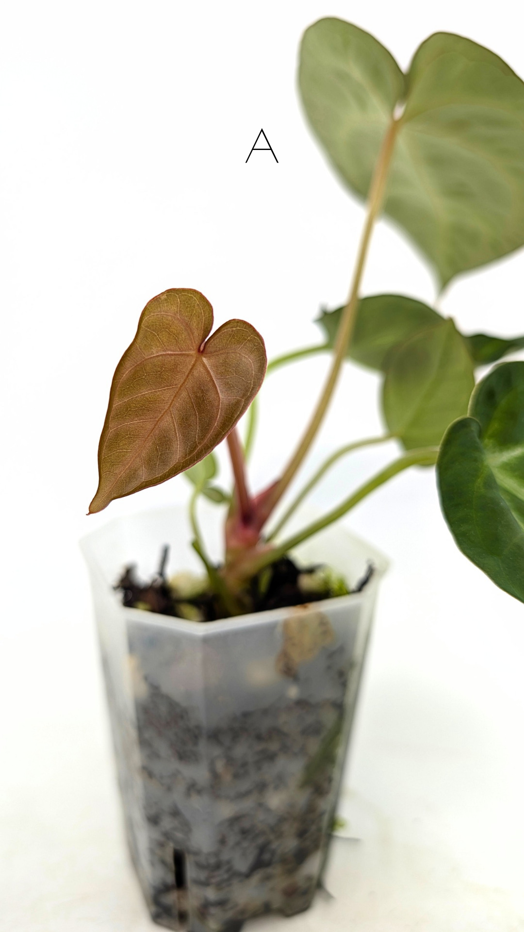 Rare indoor plant Anthurium Magnificum available for sale at rare house plant shop The Leaf Gallery in Perth, Western Australia
