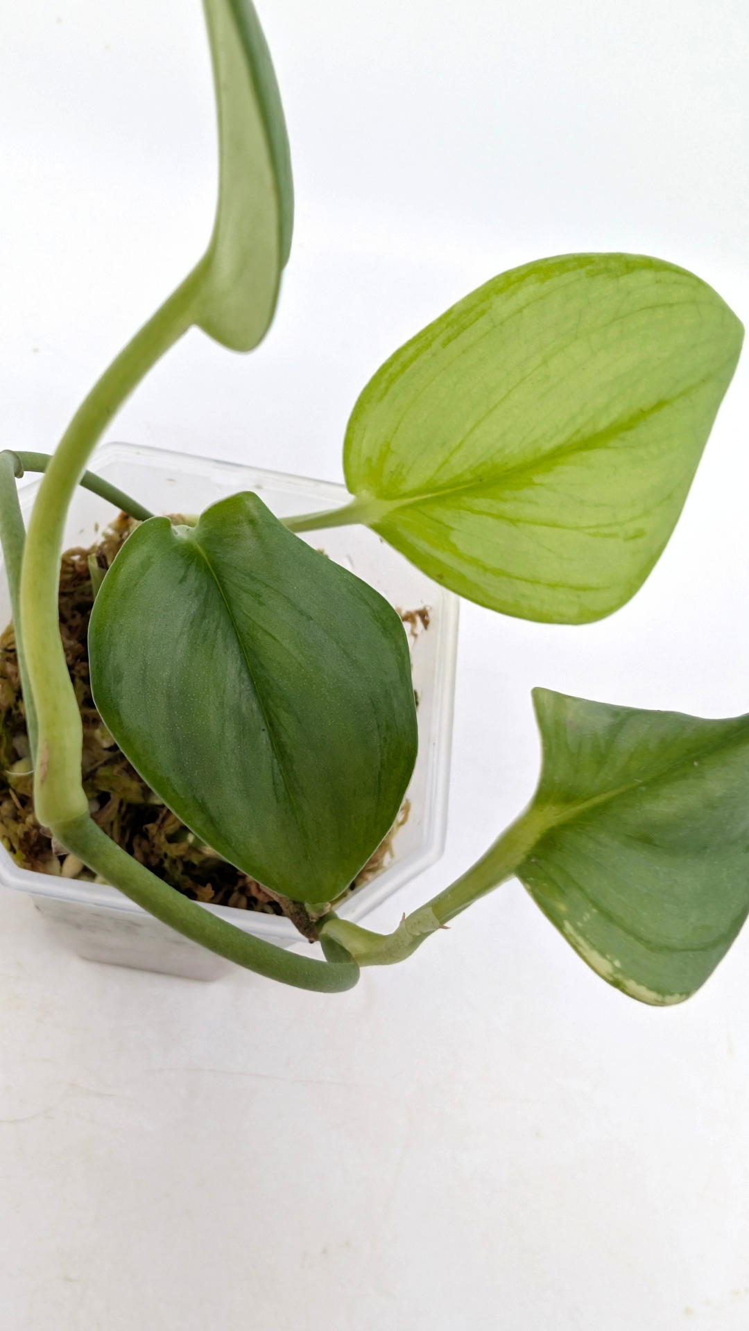 Rare indoor plant Scindapsus Treubii Moonlight available for sale at rare house plant shop The Leaf Gallery in Perth, Western Australia