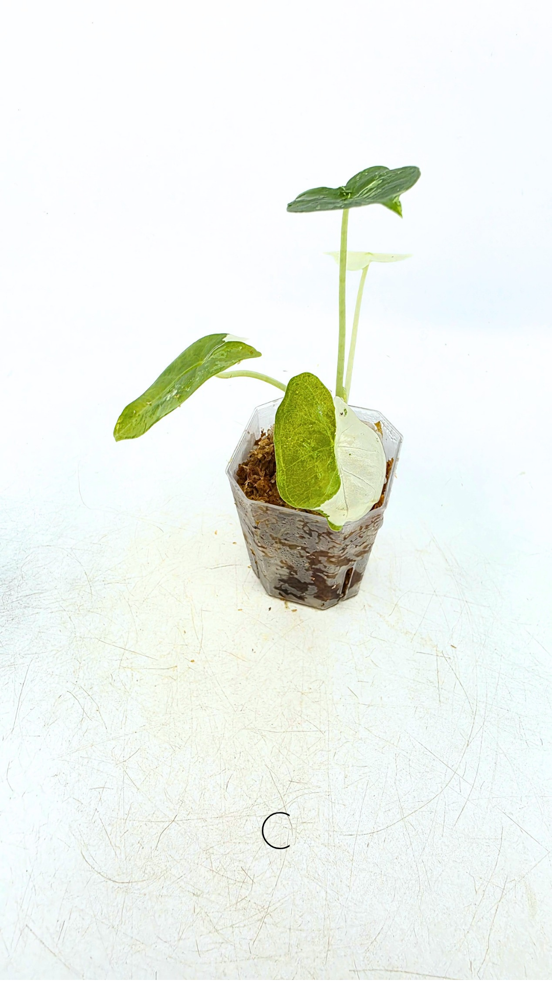 Rare indoor plant Alocasia Frydek Variegated available for sale at rare house plant shop The Leaf Gallery in Perth, Western Australia