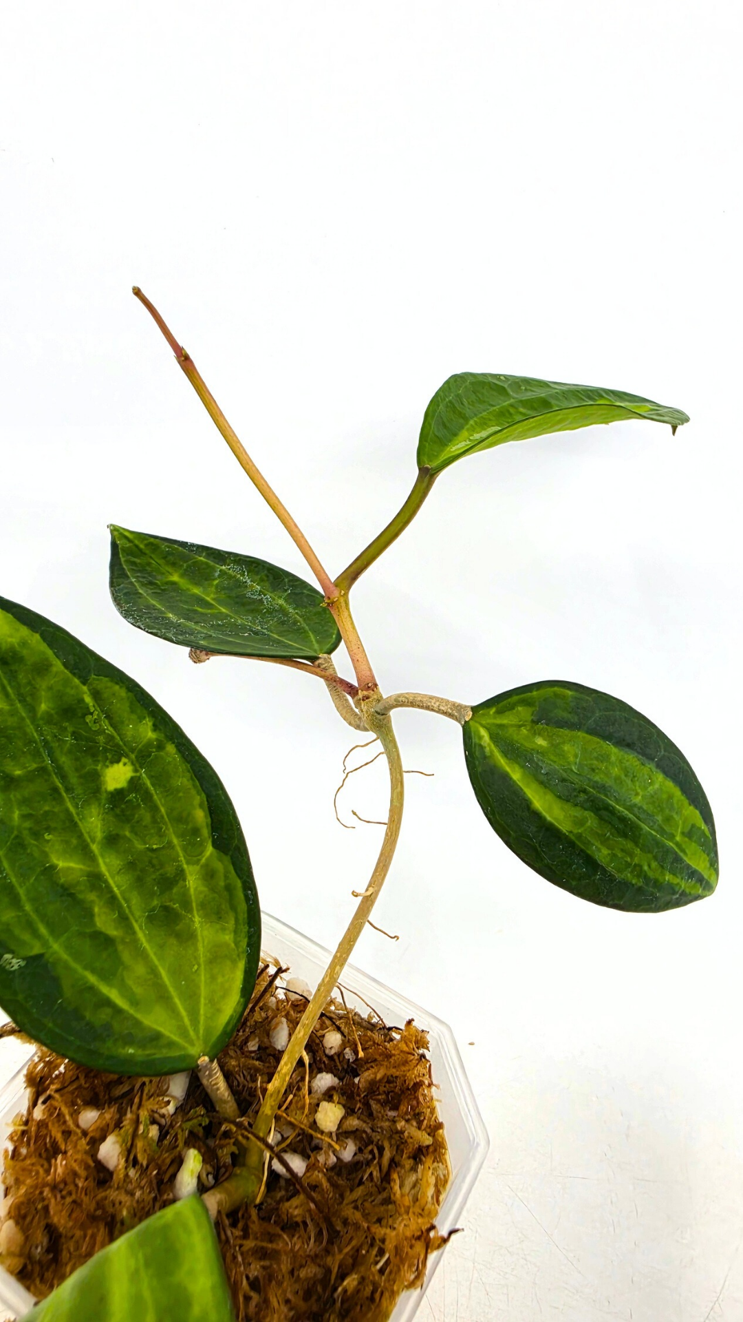 Rare waxplant Hoya Macrophylla Pot of Gold available for sale at rare indoor plant shop The Leaf Gallery in Perth, Western Australia