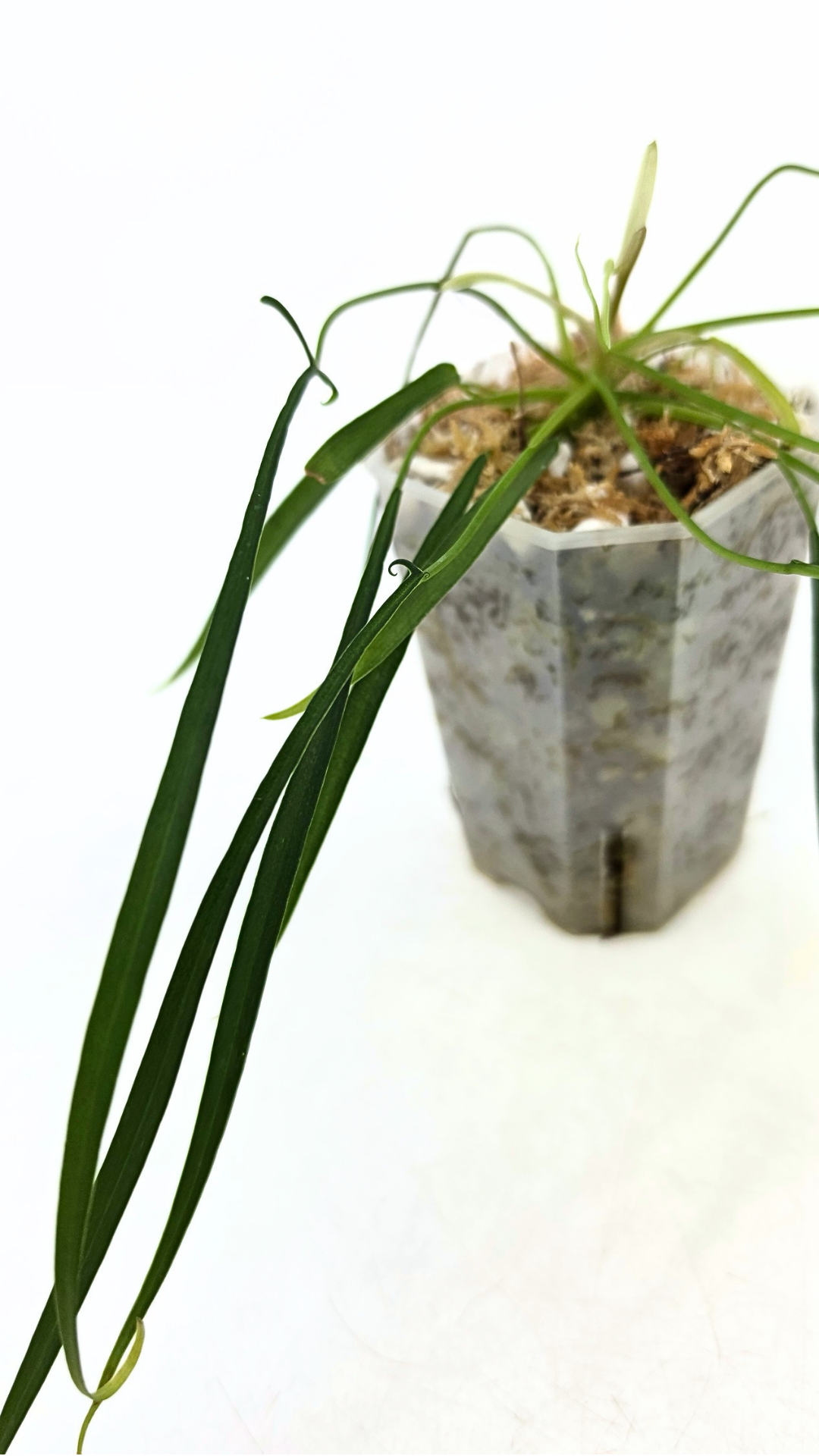 Rare indoor plant Philodendron Polypodioides available for sale at rare house plant shop The Leaf Gallery in Perth, Western Australia