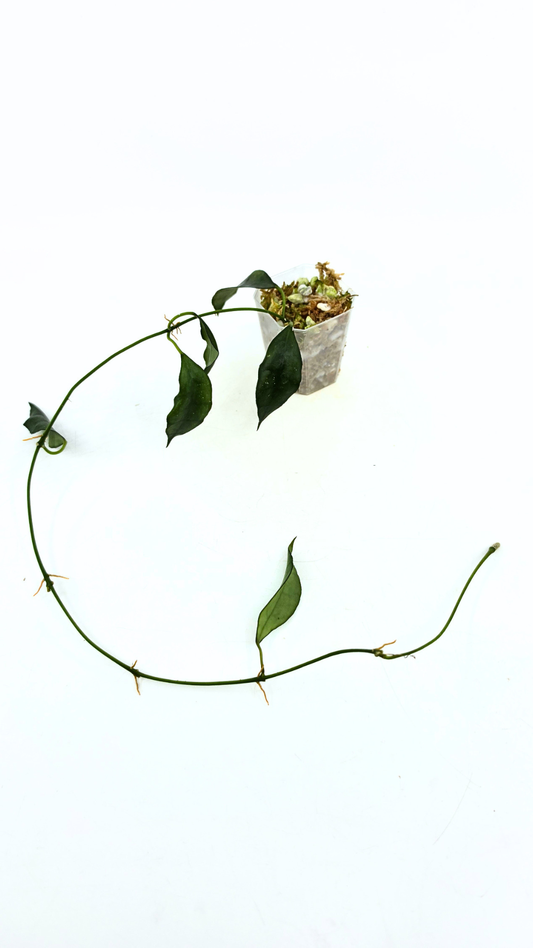 Rare waxplant Hoya Giant available for sale at rare plant shop The Leaf Gallery in Perth, Western Australia
