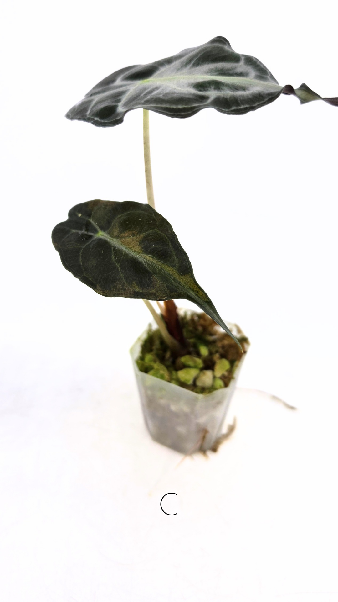 Rare indoor plant Alocasia Venom available for sale at rare house plant shop The Leaf Gallery in Perth, Western Australia