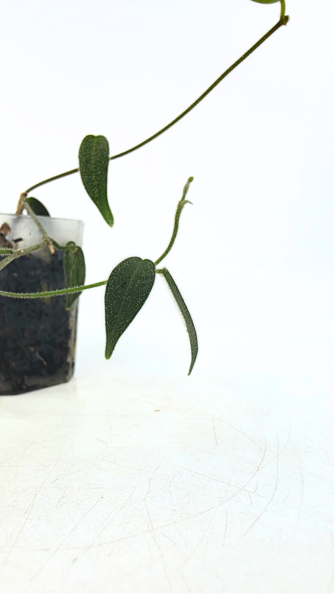Rare waxplant Hoya Hypolasia available for sale at rare indoor plant shop The Leaf Gallery in Perth, Western Australia