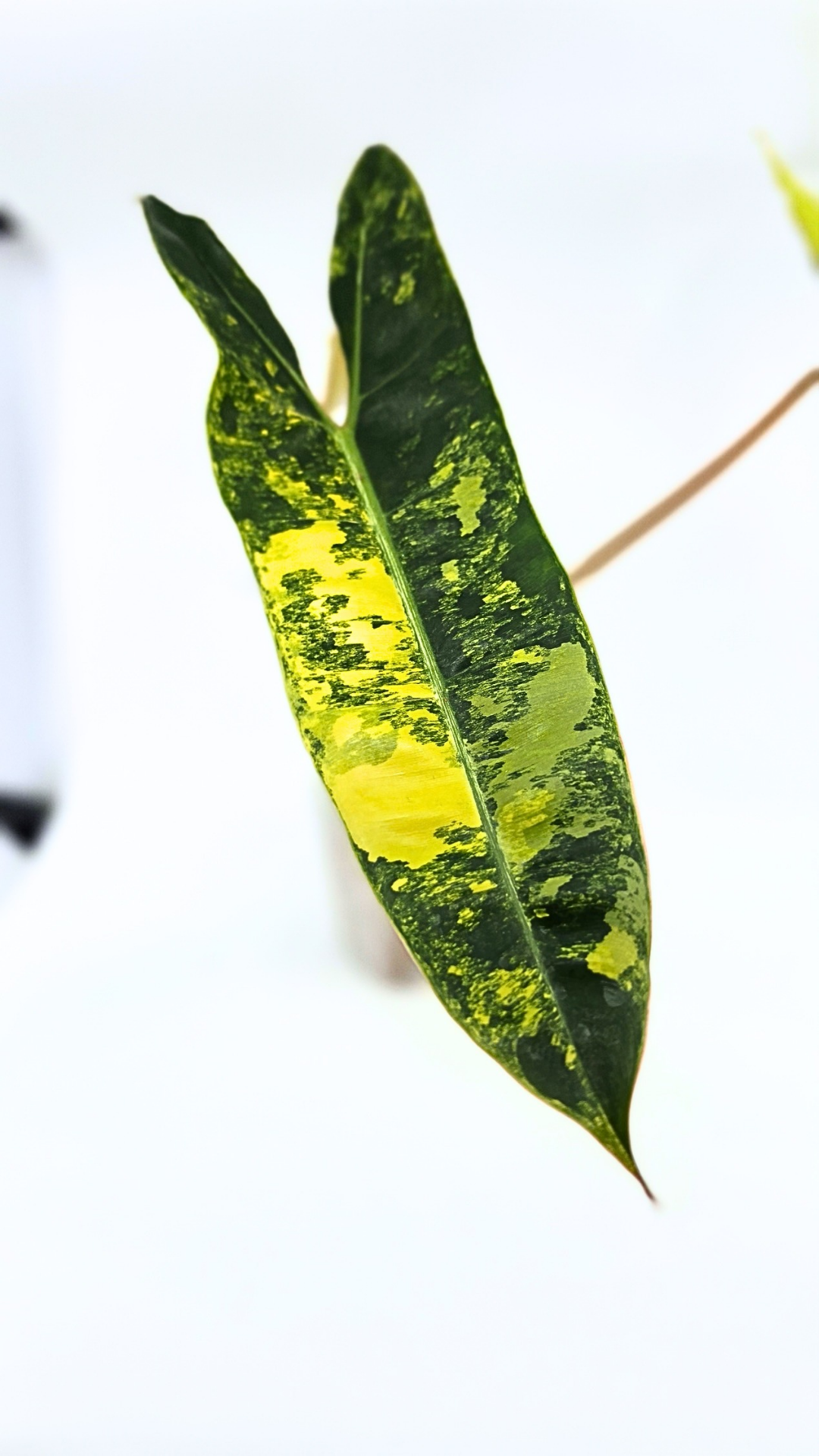 Rare indoor plant Philodendron Billietiae available for sale at rare house plant shop The Leaf Gallery in Perth, Western Australia