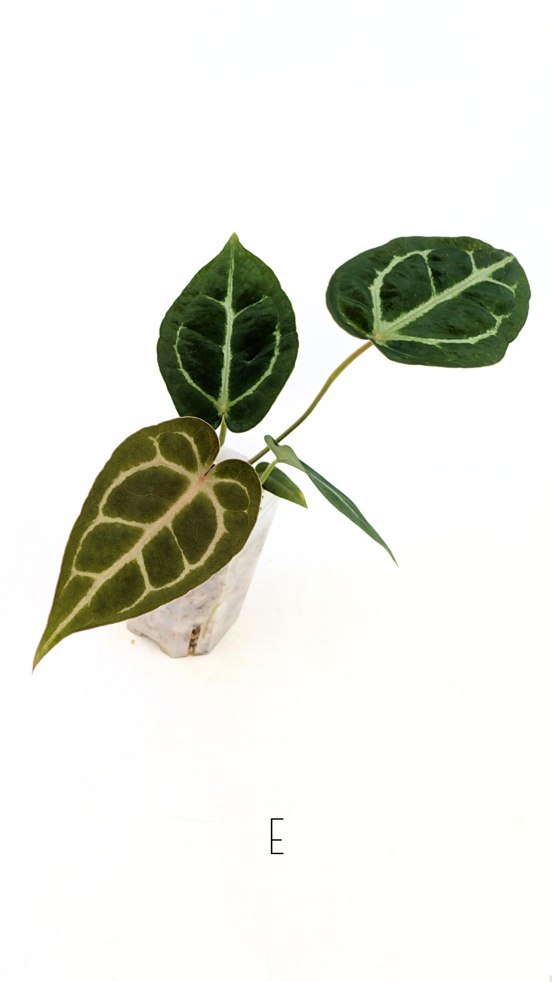 Rare anthurium hybrid Anthurium Dark Forgetii x Bessae Aff X Anthurium Michelle by The Leaf Gallery in Perth, Western Australia