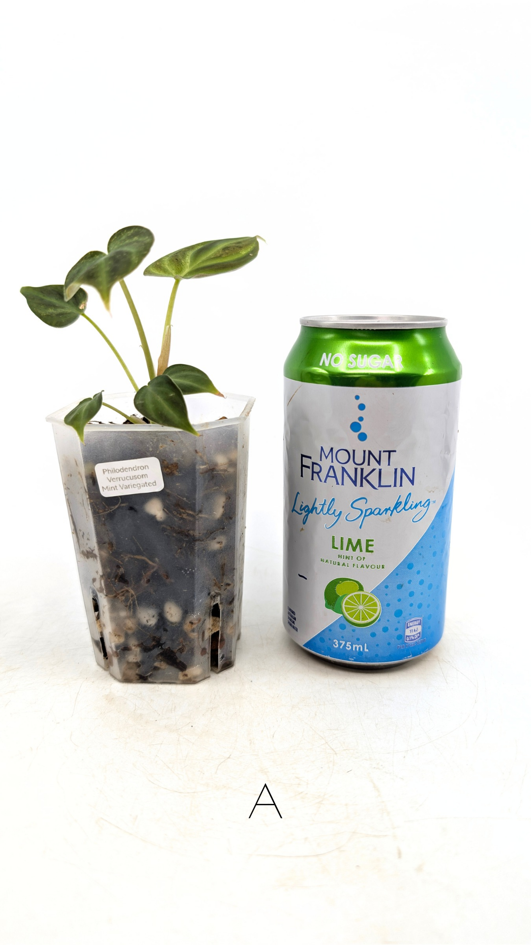 Rare indoor plant Philodendron Verrucusom Mint Variegated available for sale at rare house plant shop The Leaf Gallery in Perth, Western Australia