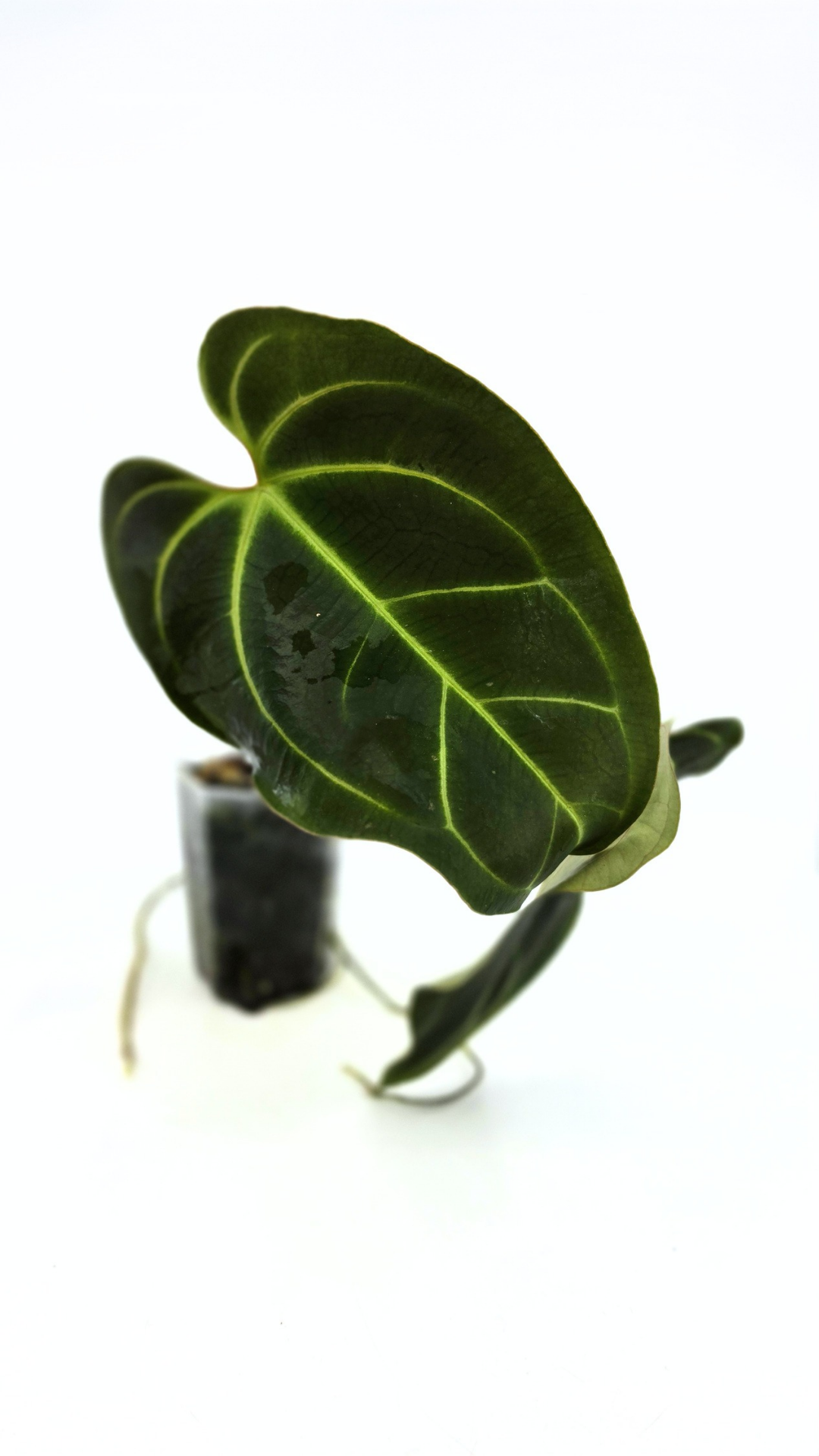 Rare indoor plant anthurium Bessae Aff grown from seeds propagated by rare house plant shop The Leaf Gallery in Perth, Western Australia
