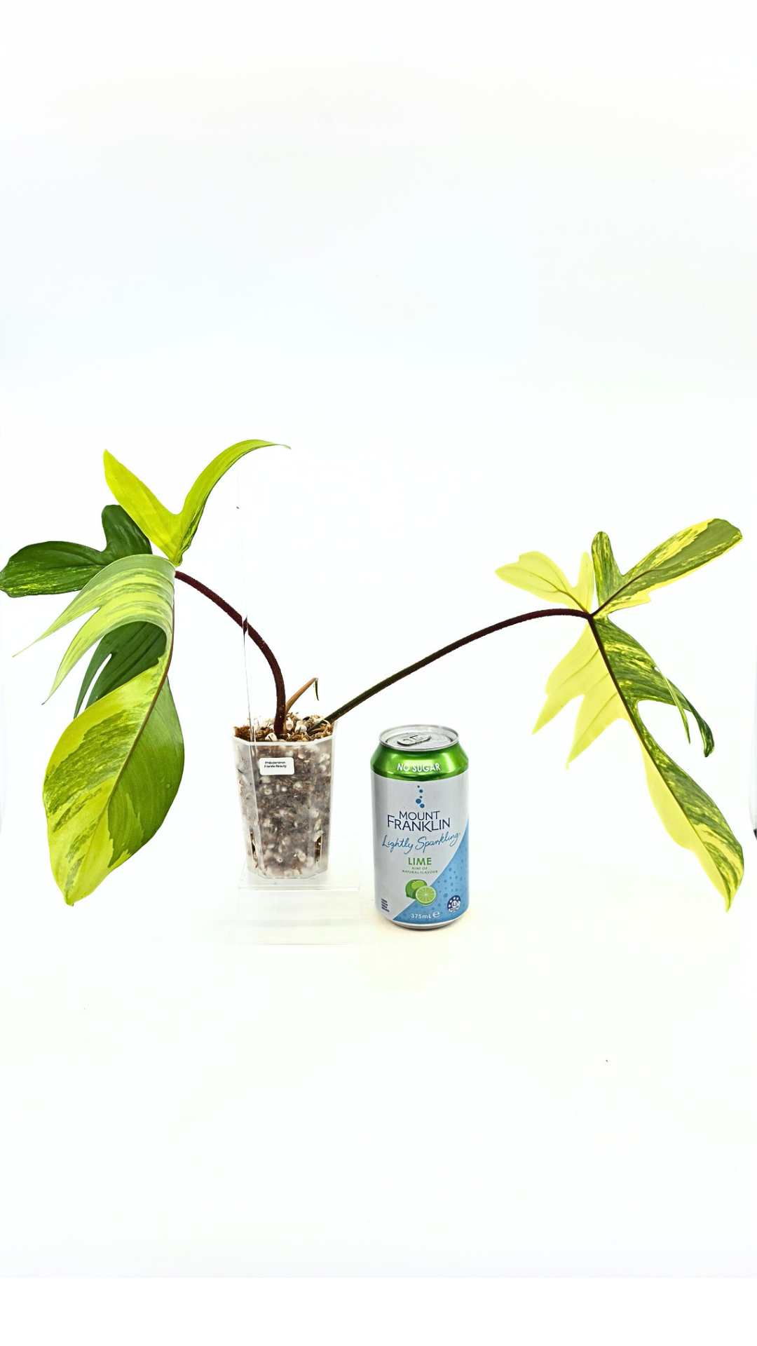 Rare indoor plant Philodendron Florida Beauty Varigated available at rare plant shop The Leaf Gallery in Perth, Western Australia