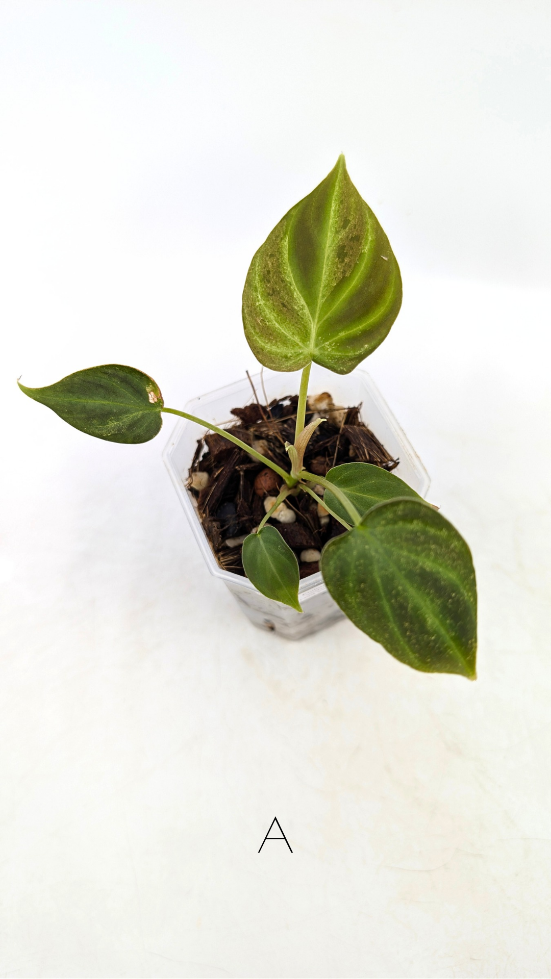 Rare indoor plant Philodendron Verrucusom Mint Variegated available for sale at rare house plant shop The Leaf Gallery in Perth, Western Australia